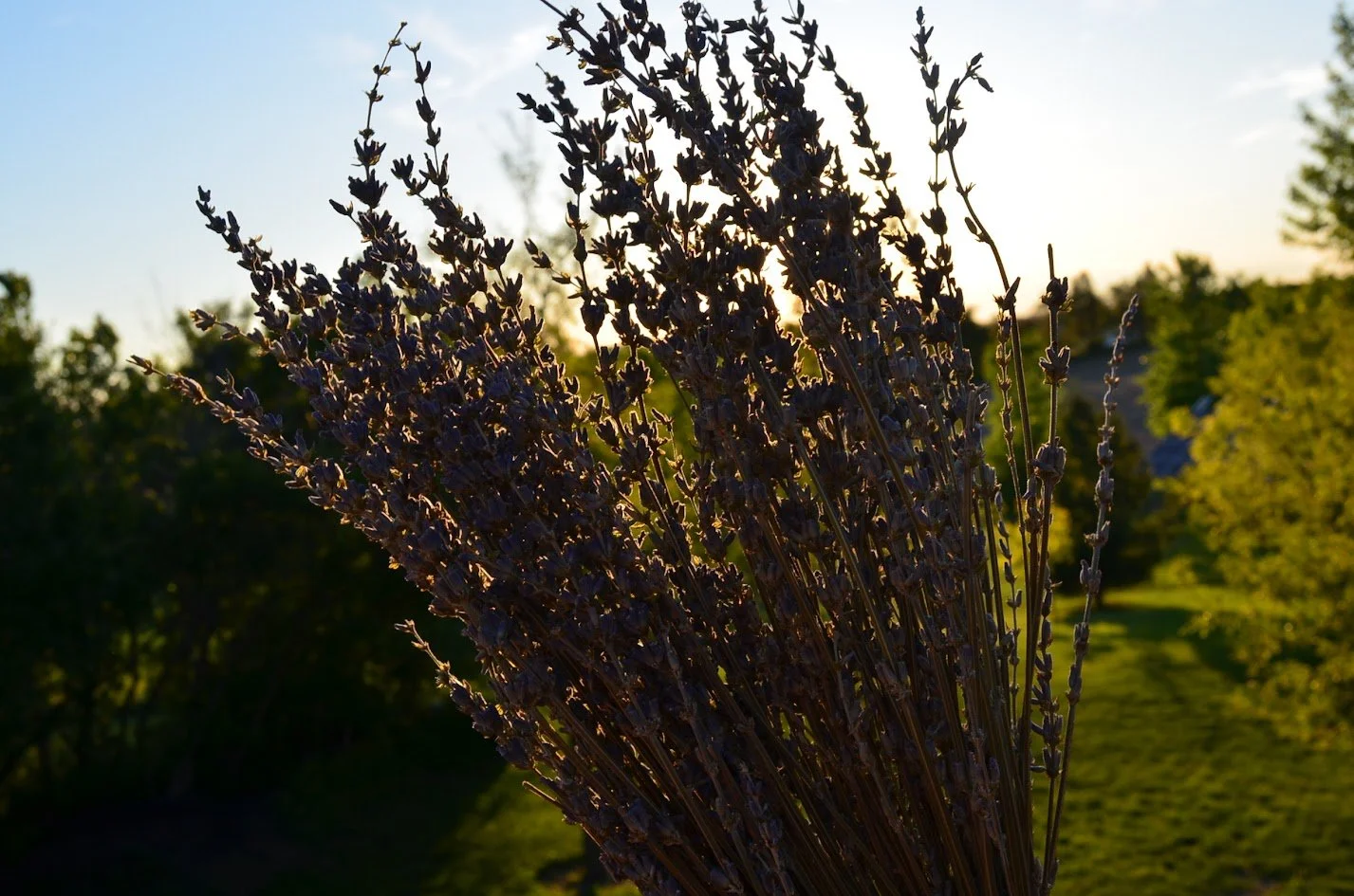 Close-up of a bunch of lavender flowers outdoors during sunset with trees and a dirt path in the background.