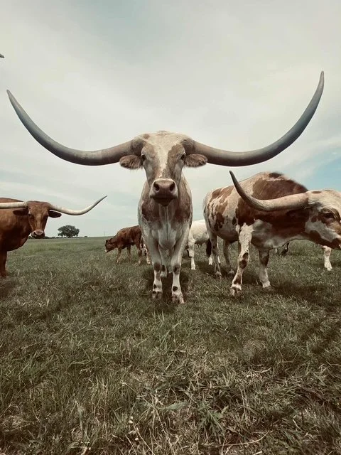 Open jar of white tallow surrounded by various fresh flowers and botanical ingredients, including purple, yellow, and white blossoms, on a white surface.
