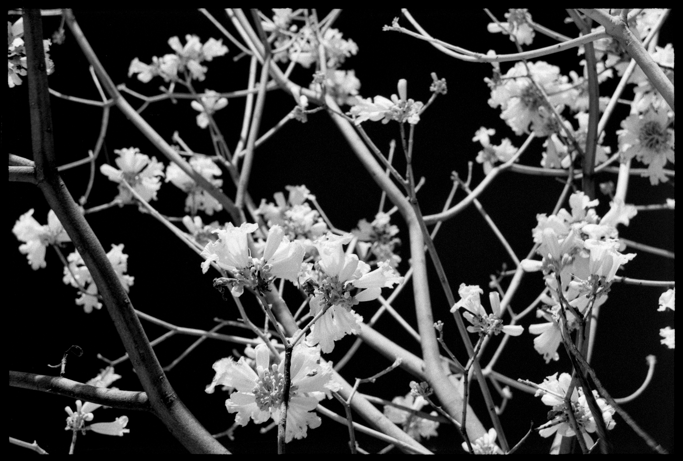 Blooms #2, 2023