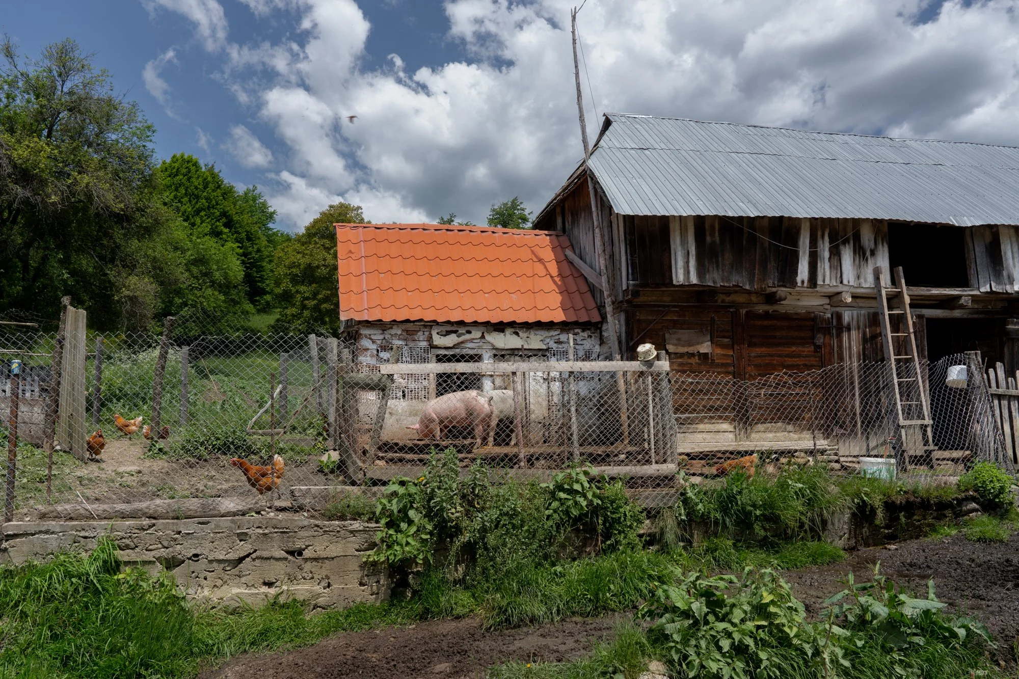 Heartland Romanis-30.jpg