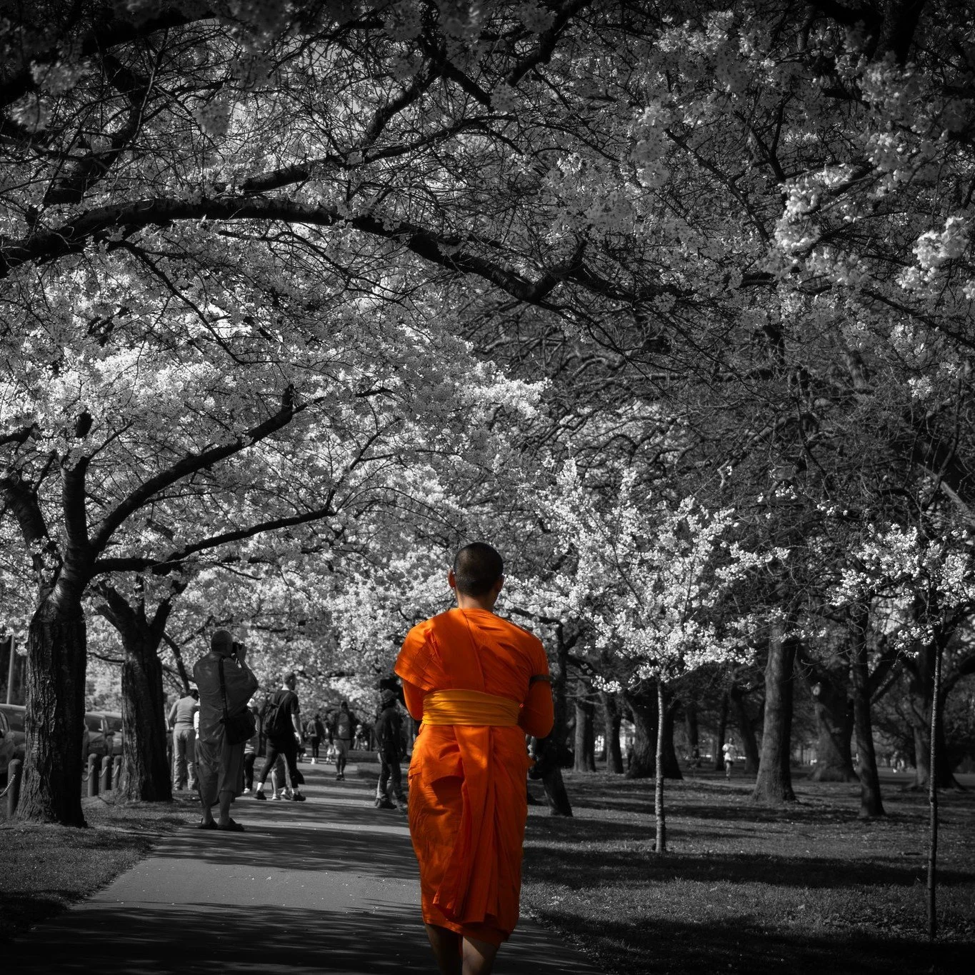Was so good to see so many people out enjoying the Hagley Park Cherry Blossoms a couple of weeks ago.