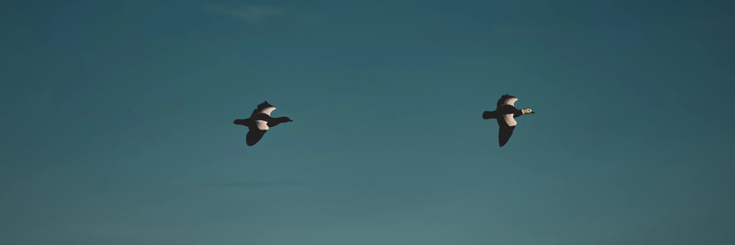 Paradise Ducks