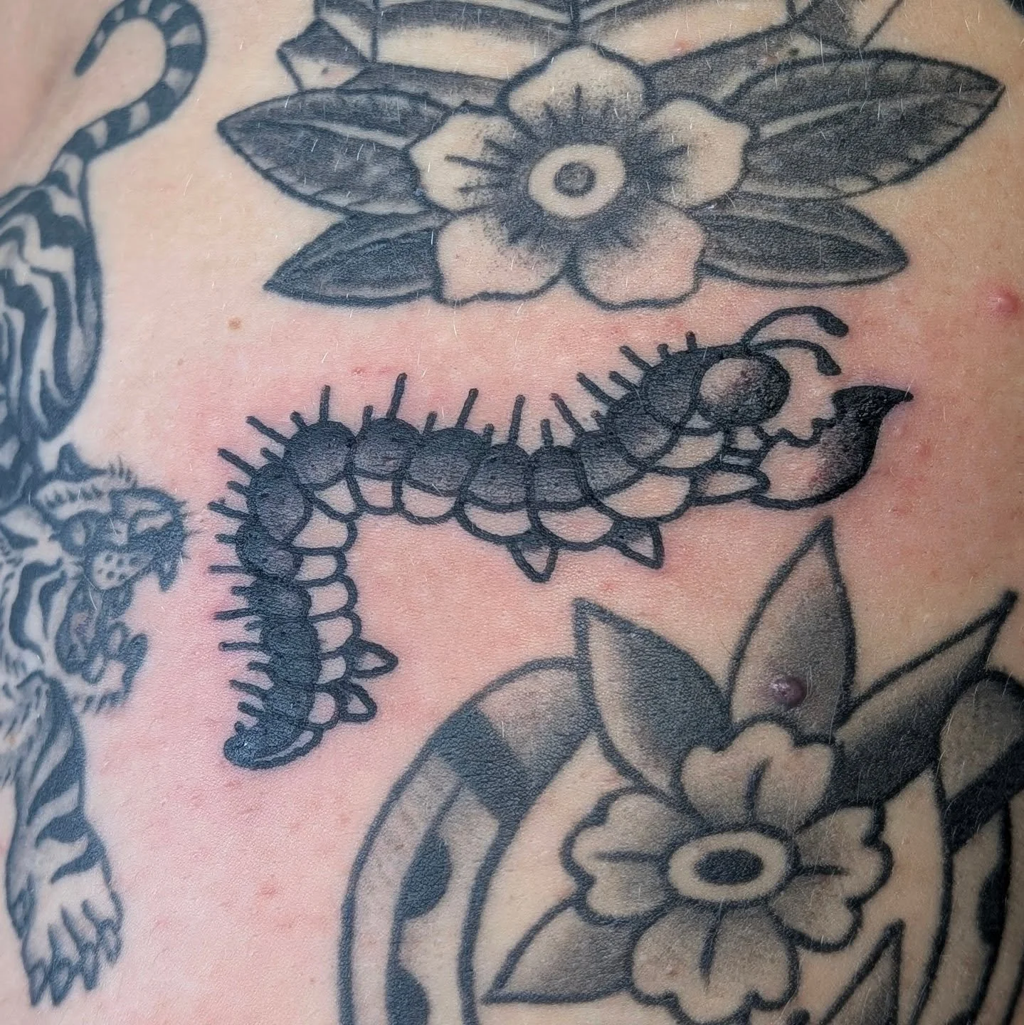 Fuzzy friend for a little gap 🐛🐛🐛
.
.
#traditionaltattoo #tattoodesign #tattoo #trad #traditionalflash