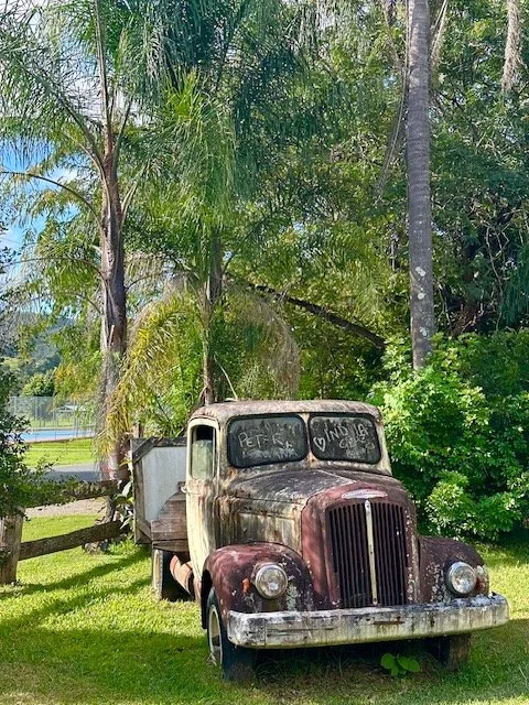 Old rusty truck parked on grass under tall trees and palm leaves.