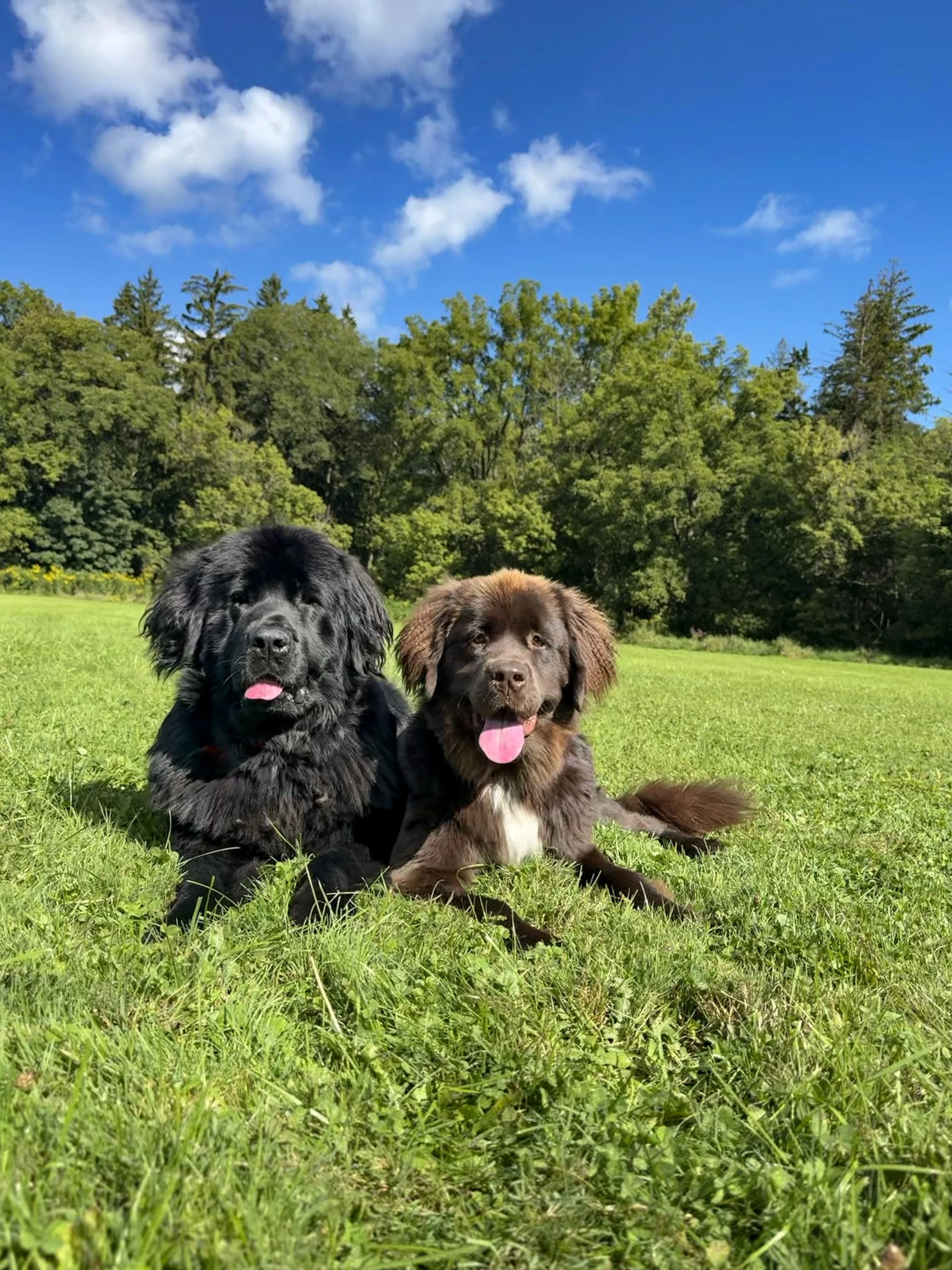Puppy training and socialization in Cleveland Ohio near westlake Ohio. Obedience training