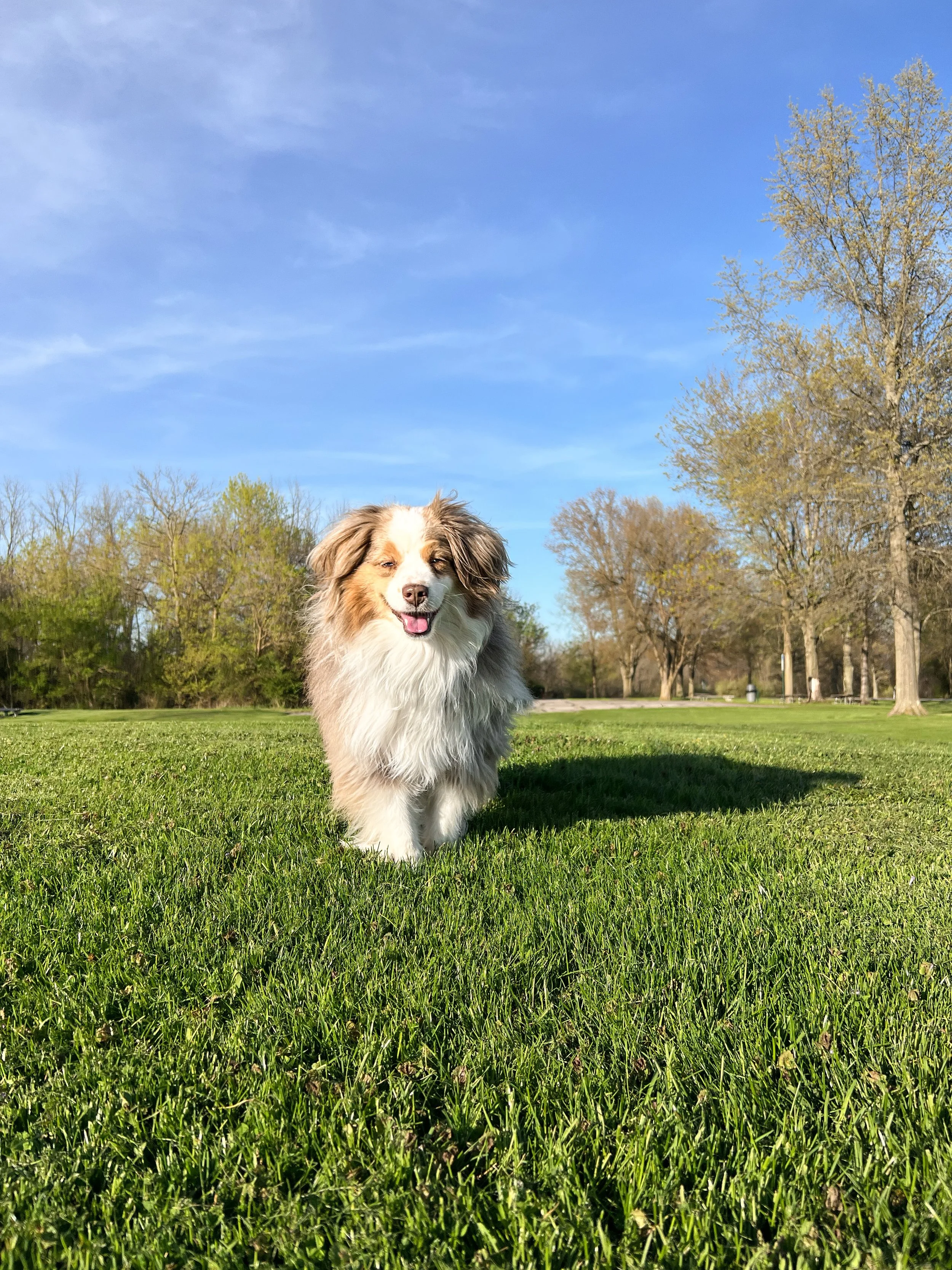 Happy off leash mini aussie who did a board and train for obedience in North olmsted Ohio