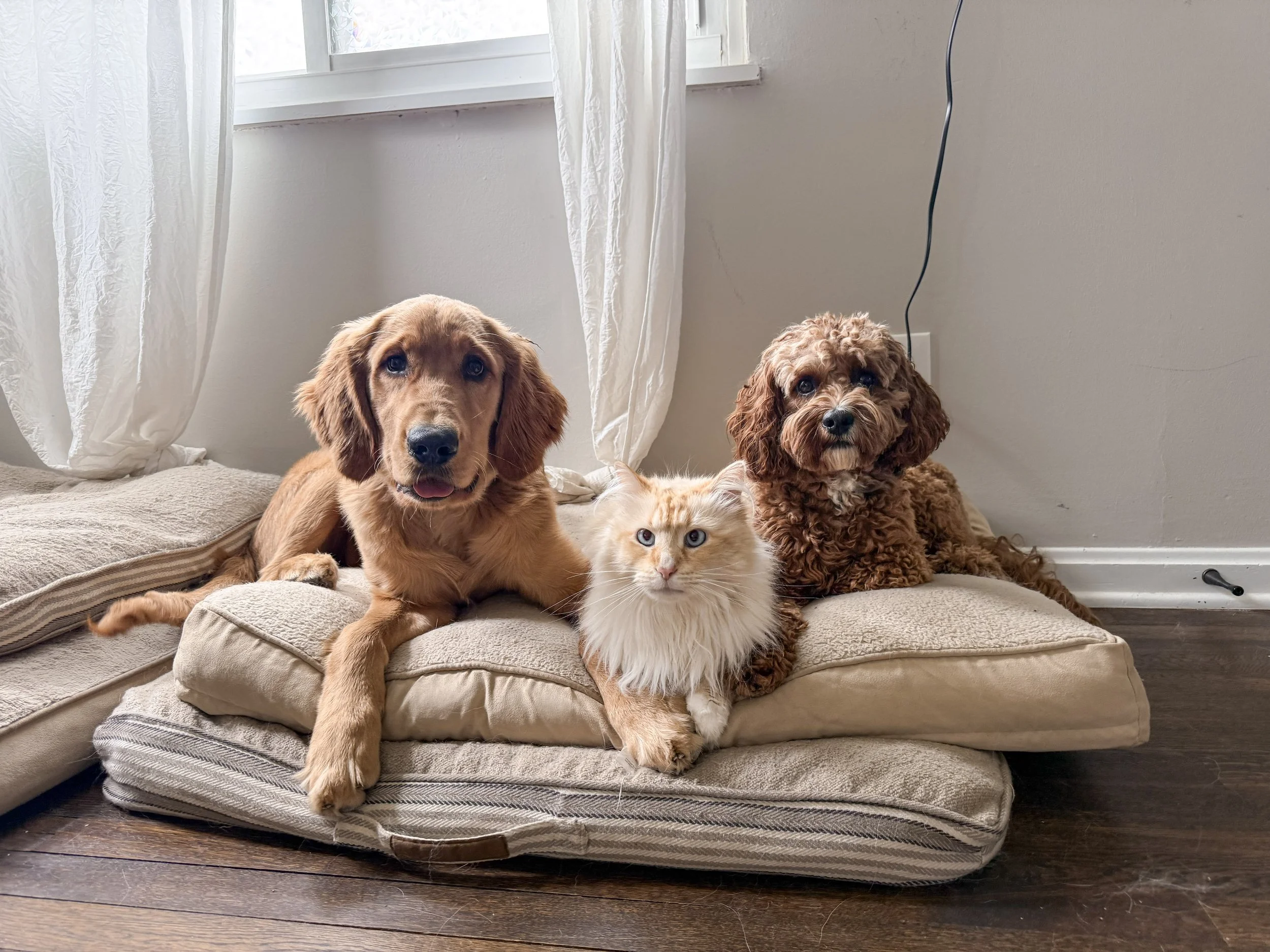 Puppy training in home and personalized board and train in Bay Village Ohio