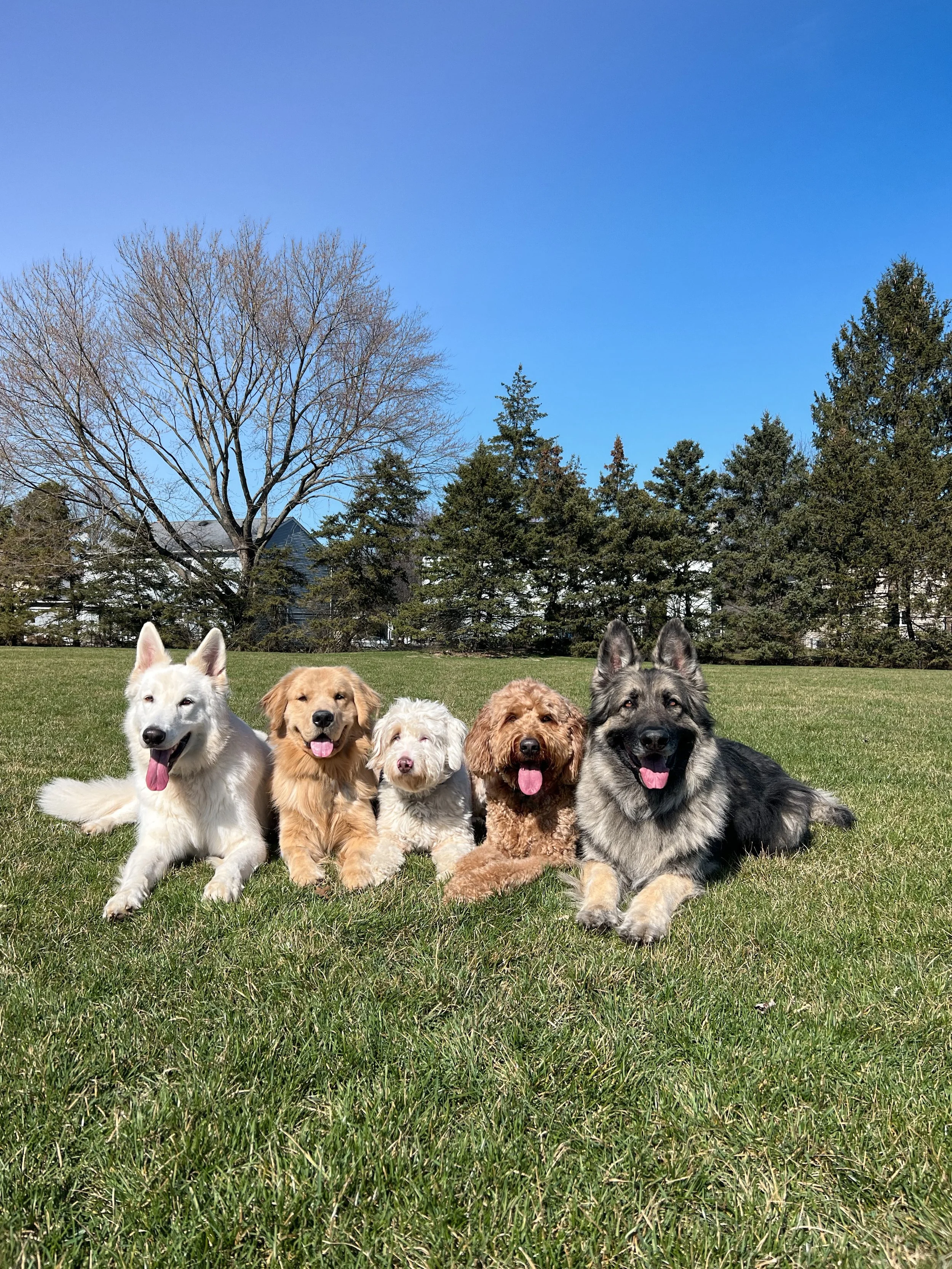 Board and train dogs practicing obedience outdoors in cleveland ohio. All dogs are off leash trained.