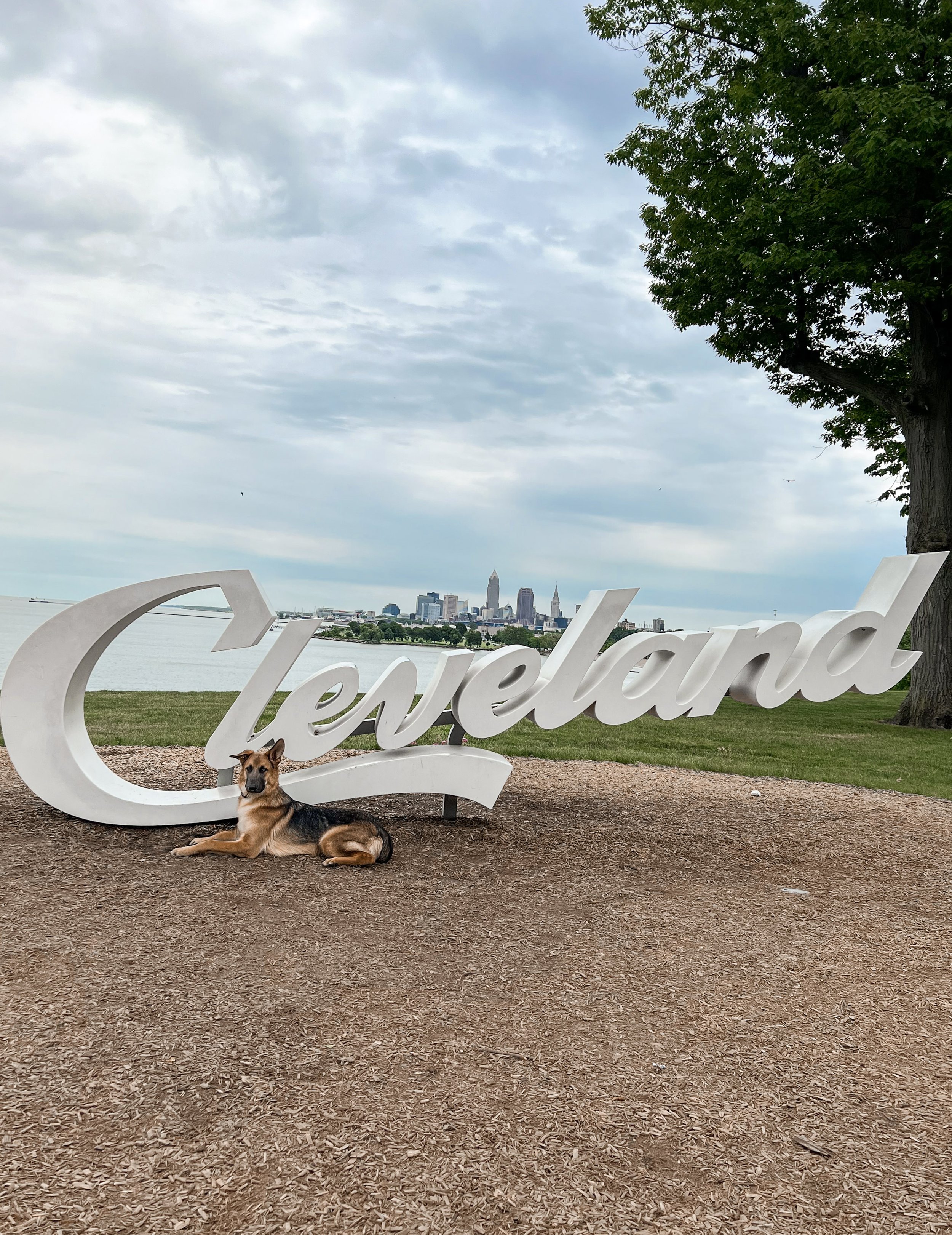 Cleveland Ohio off leash dog training with German Shepherd. Reactive dog fully trained to not react.