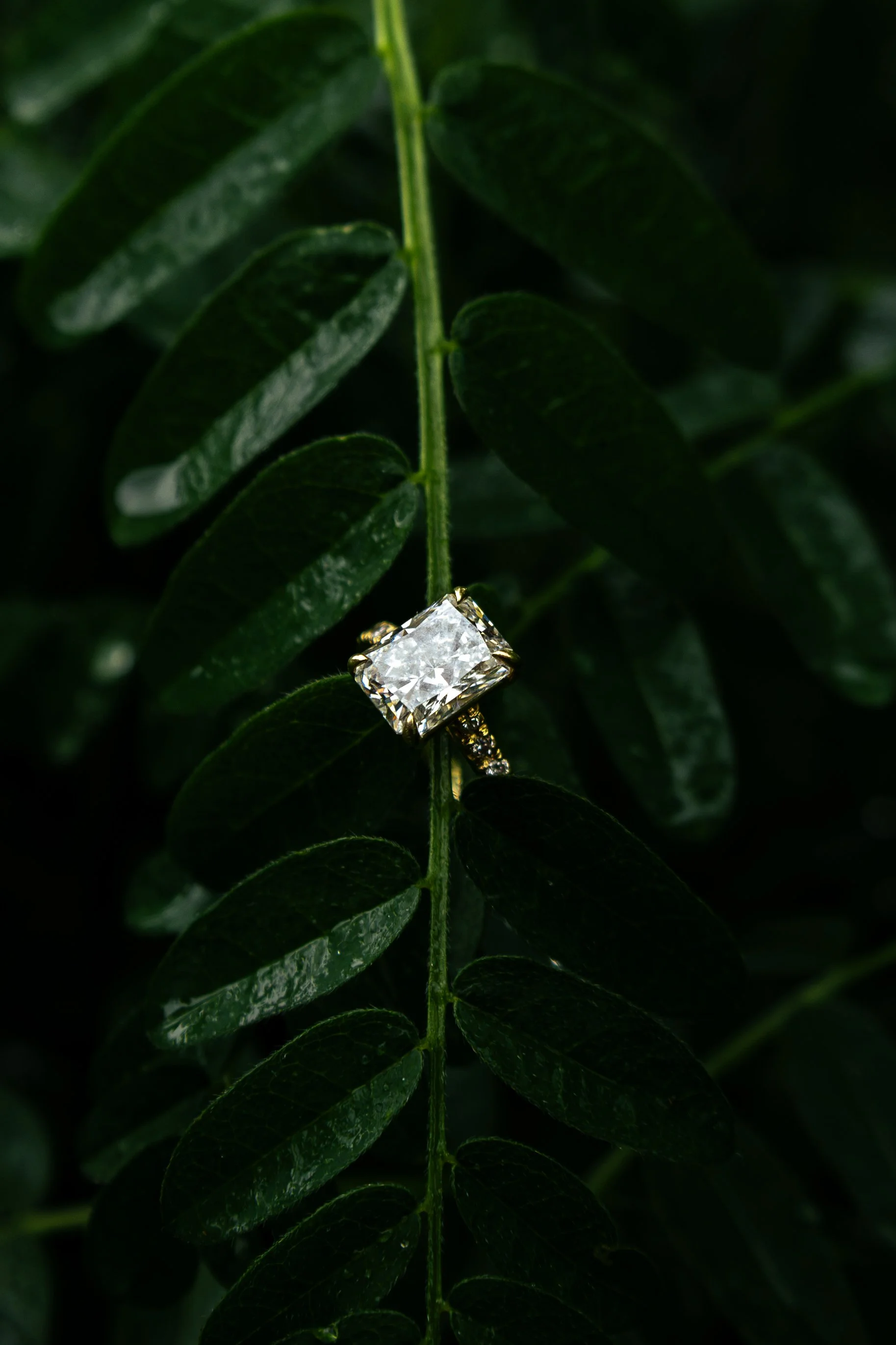 montana wedding photography