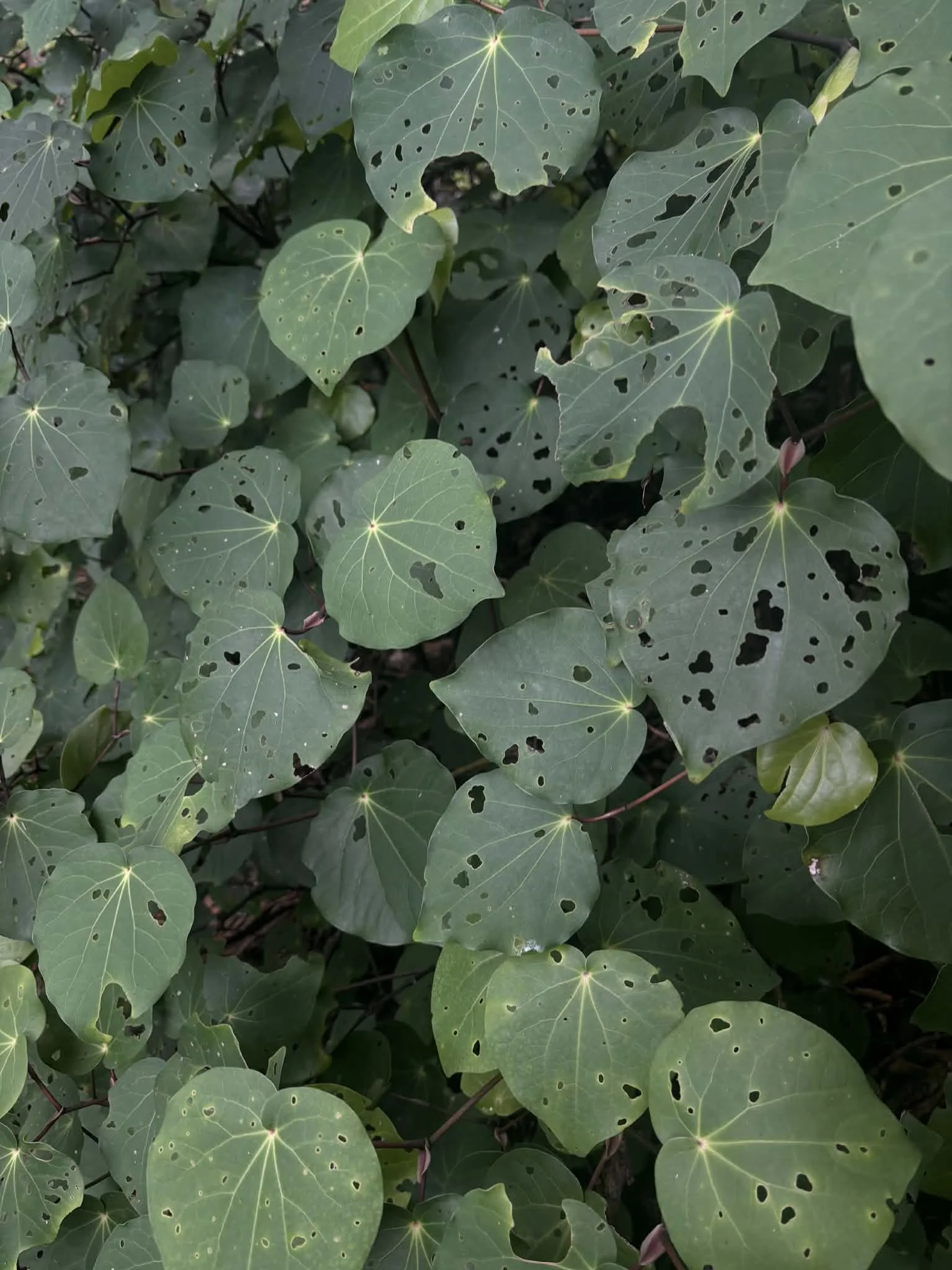 Insulin Sensitivity Bundle