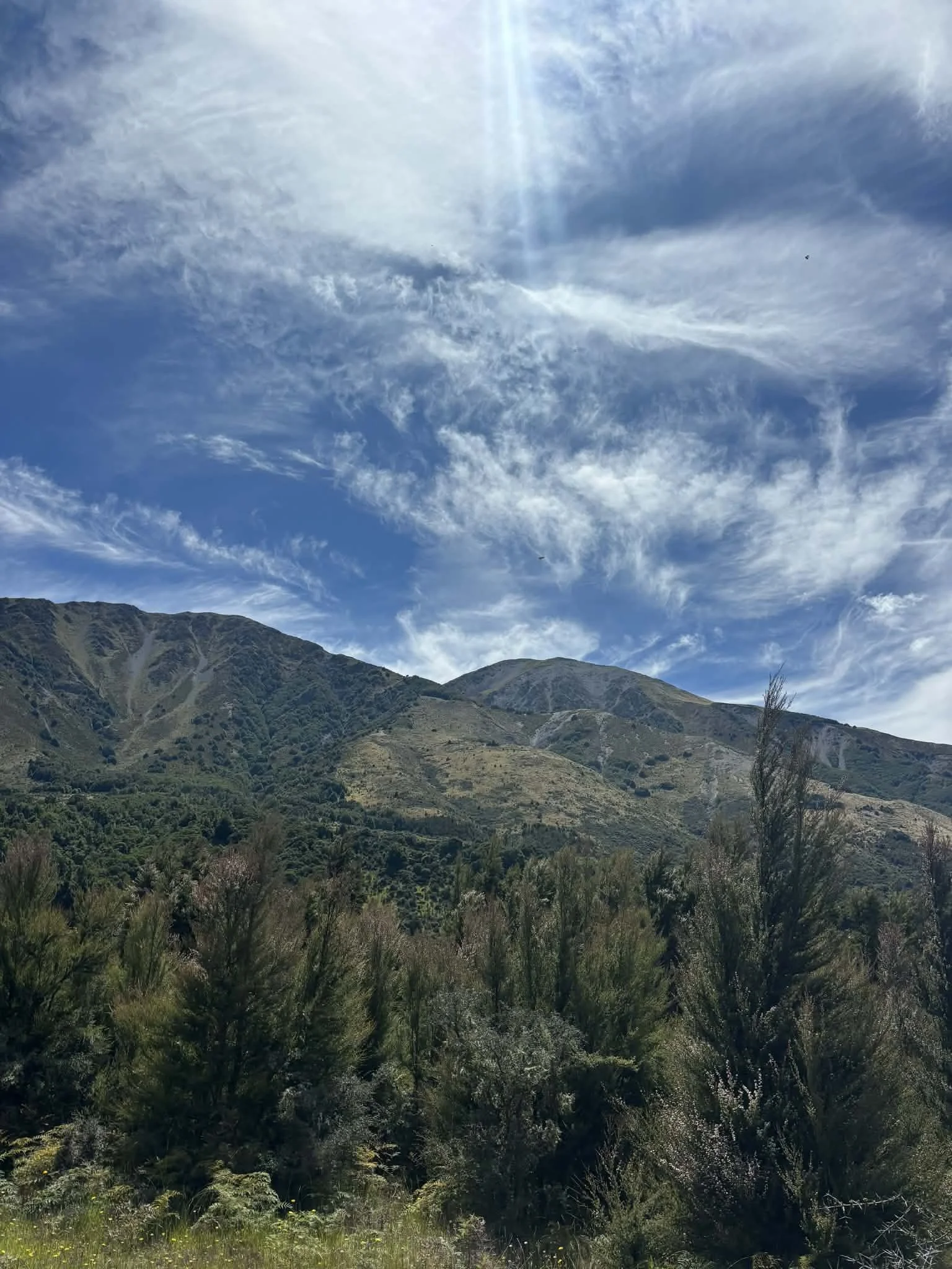 Cardiovascular Risk Panel