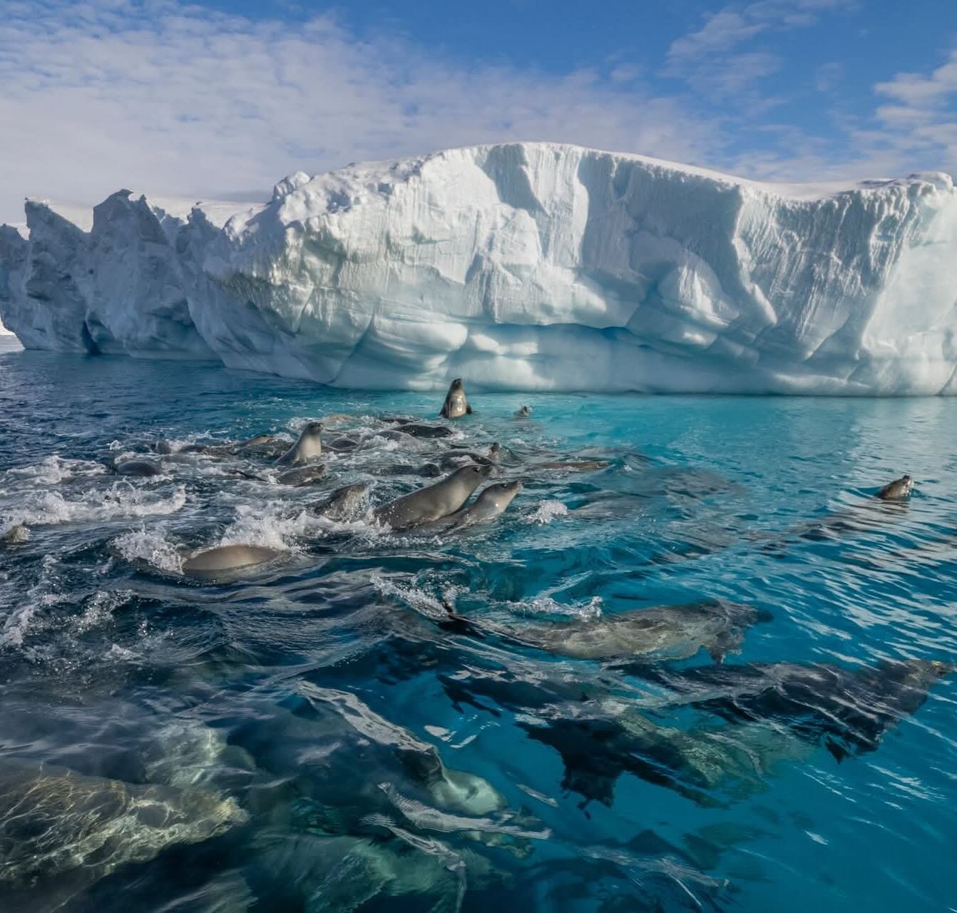 Large groups of crabeater seals forage together and congregate around icebergs as a means of protection from predators. The Deep South past the Antarctic circle is rarely visited region of Antarctica but abundant with wildlife. Our next expedition wi