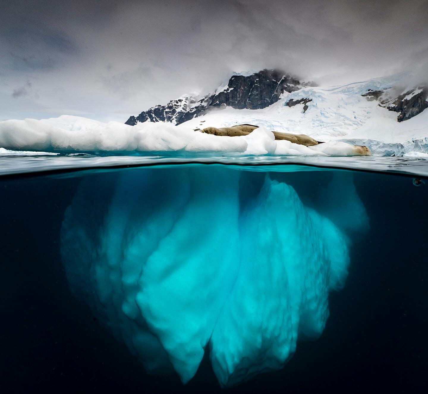 A wonderful ice sculpture submerged beneath the mountains in the bay at Cuverville, Antarctic Peninsula. 
📸 @mattysmithphoto #mywildplanet #z9 @nikonaustralia @aquaticadigital #mynikonlife