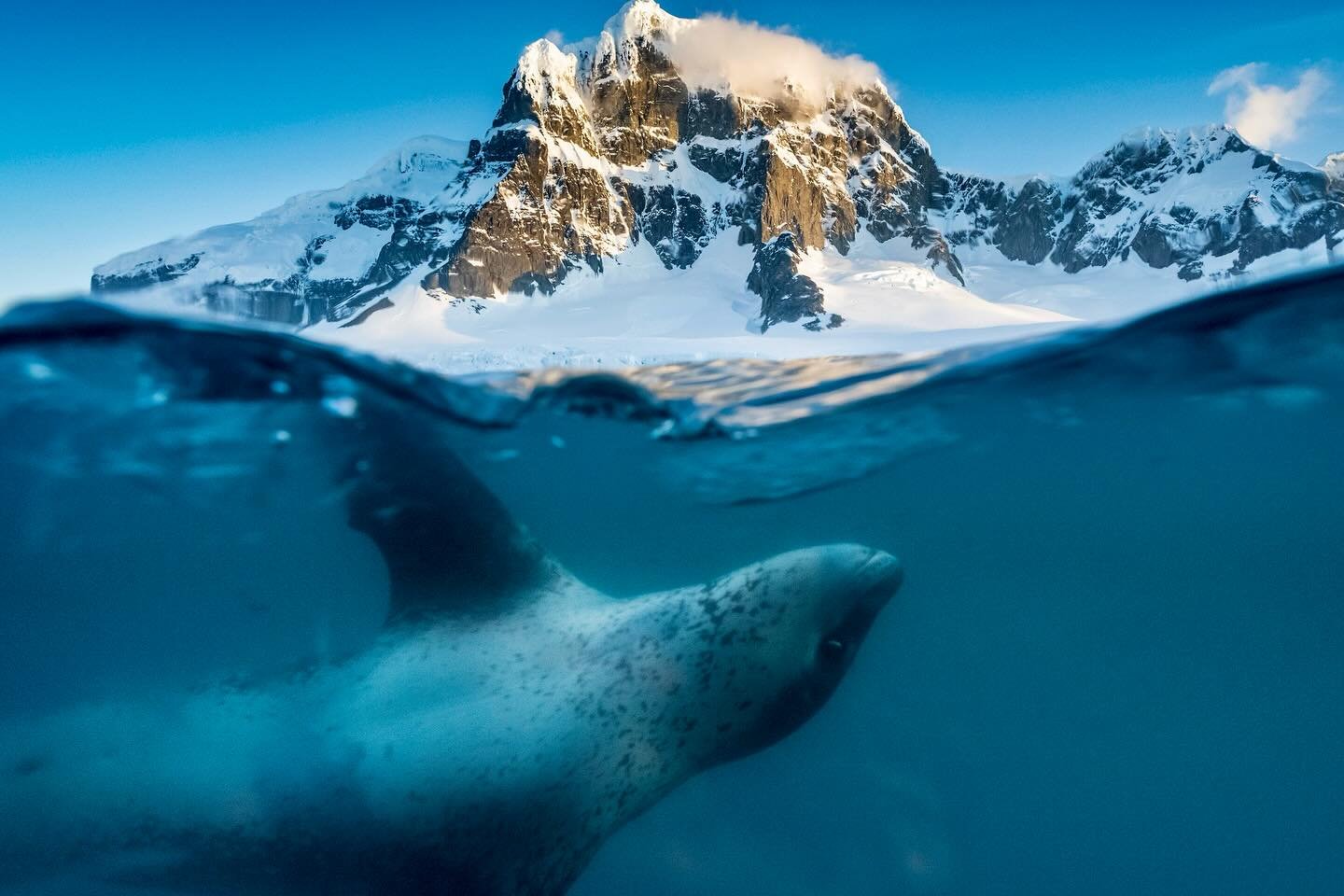 Port Lockroy on the Antarctic Peninsula has some wonderful backdrops and resident leopard seals who love having their picture taken! Only with @wildplanetexpeditions #mywildplanet 
📸 @mattysmithphoto @nikonaustralia #mynikonlife #antarctica #leopard