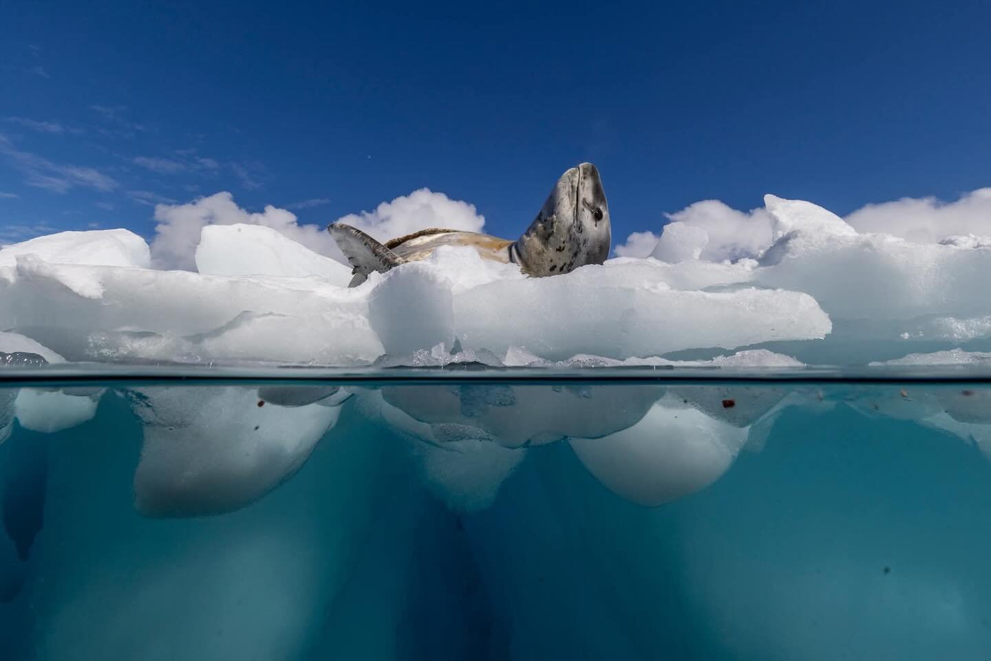 Every day is amazing in Antarctica but sometimes you get days like this. Spending a month down in Antarctica with an awesome group of individuals. Our next wild planet expeditions are in 2026 to South Georgia and 2027 to Antarctica. #mywildplanet #an