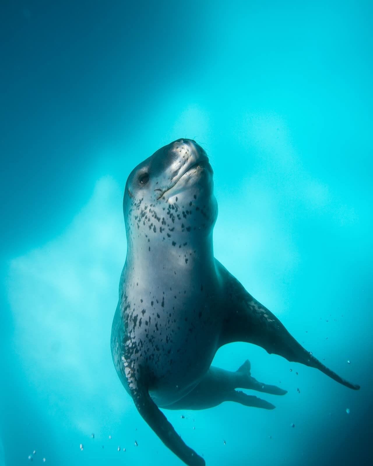 Want to be part of the Wild Planet Experience? 28 days sailing across Antarctica in February 2027, spaces are limited and by application only. Join world renowned Wildlife Photographers @mattysmithphoto &amp; @scott.portelli as they take you to some 
