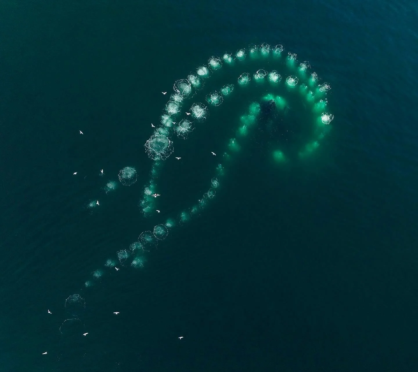 Glass like ocean conditions and beautiful sunshine greeted us as we sailed into Cuverville Island on the Antarctic Peninsula earlier this year. It was perfect for drone flying and an unforgettable day of watching Humpback whales bubble netting for kr