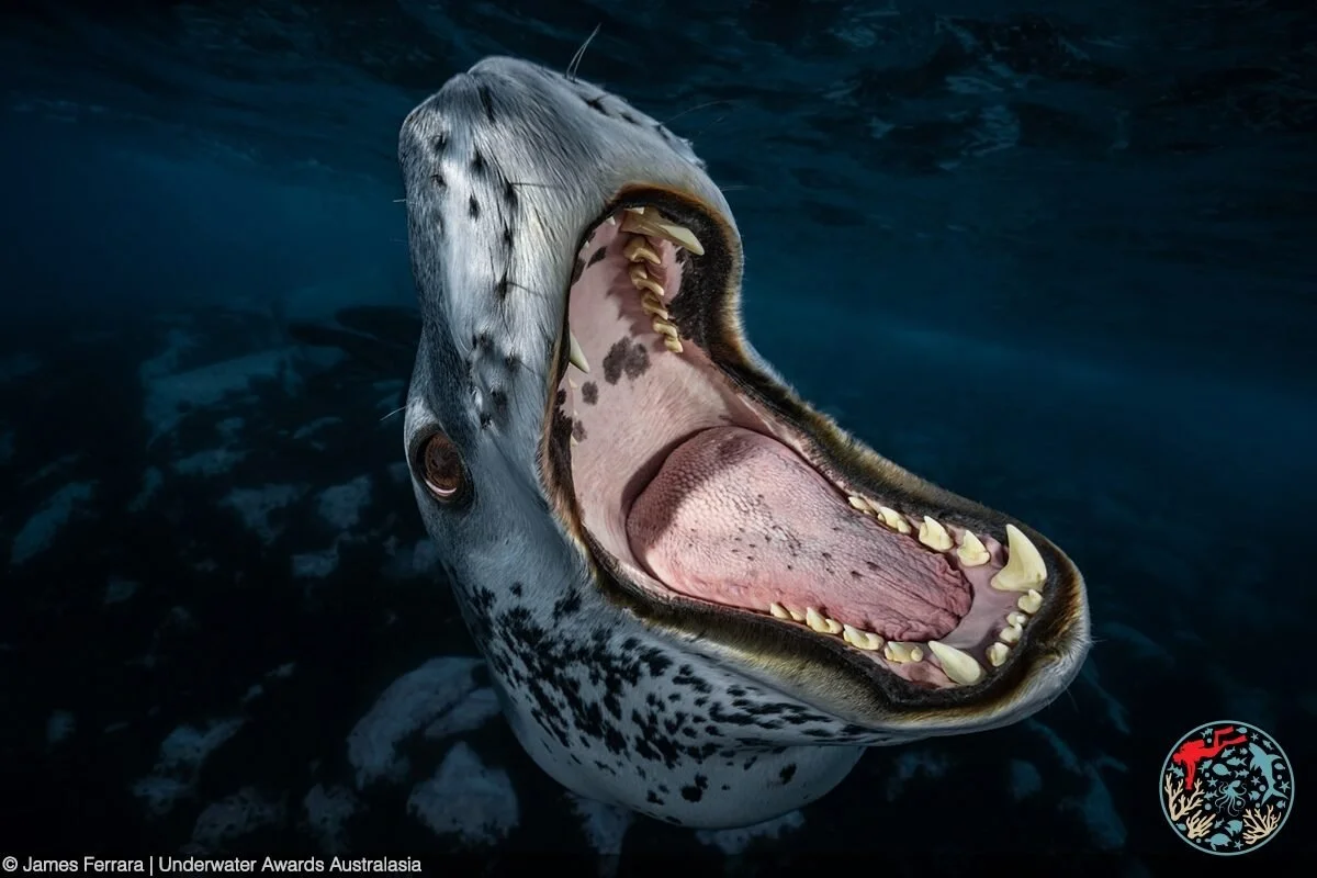At Wild Planet Expeditions, it&rsquo;s not just about where we go&mdash;it&rsquo;s about what happens when we get there.
In just our first four voyages, our guests (and guides!) have captured images that went on to win over a dozen prestigious intern