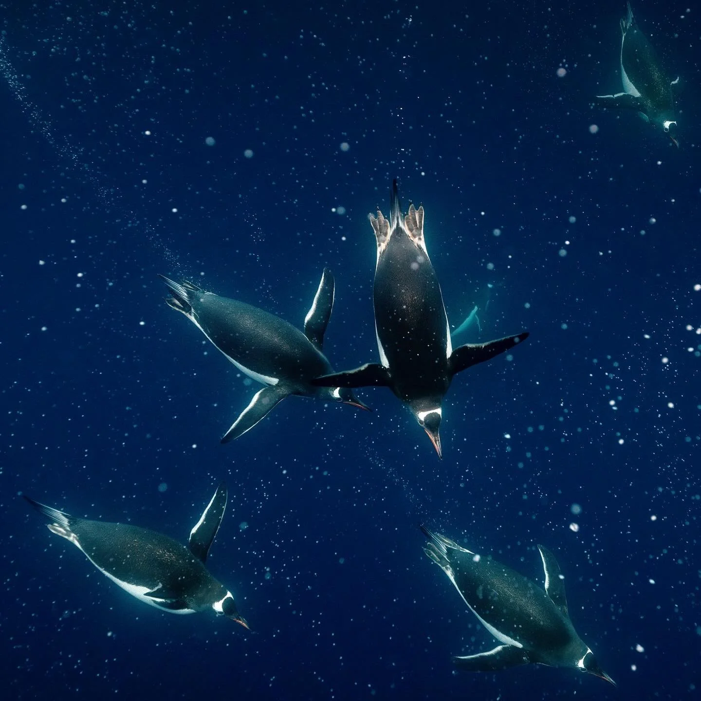 That time I almost got a great underwater penguin shot! This was seconds before a catastrophic drysuit failure that flooded me with -1 degree C water, that&rsquo;s somewhat of a distraction when trying to shoot. 🥶 I missed a great photo opportunity 