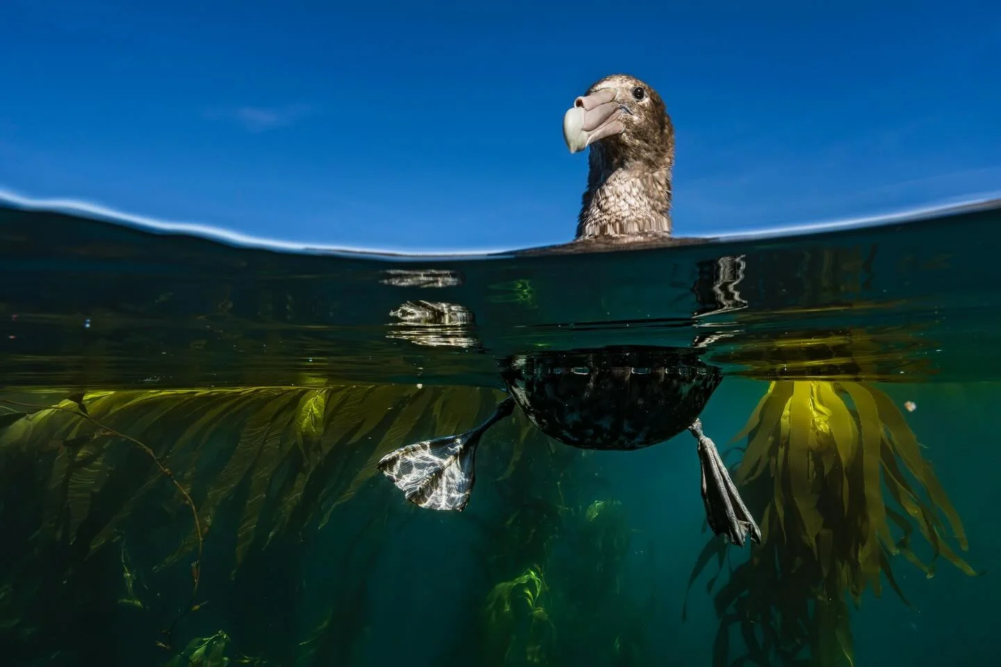 So far the Falklands trip has been incredible. Half way through now and already shot several portfolios worth of work. Swimming with the fur seals, penguins and giant petrels amongst healthy and dense kelp forests was a particularly productive and fu