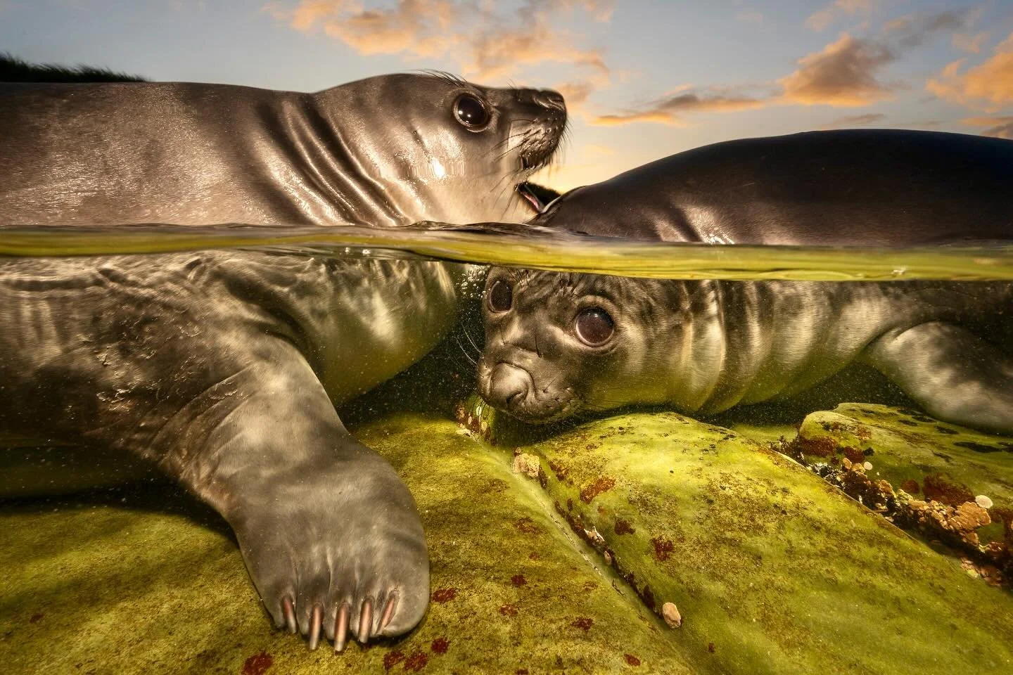 It&rsquo;s elephant seal pup time here in the Falklands right now and wow, we have had some amazing days with them. They are at the weaner stage, meaning they have been left on the beach by their parents to defend for themselves. Before they can go t