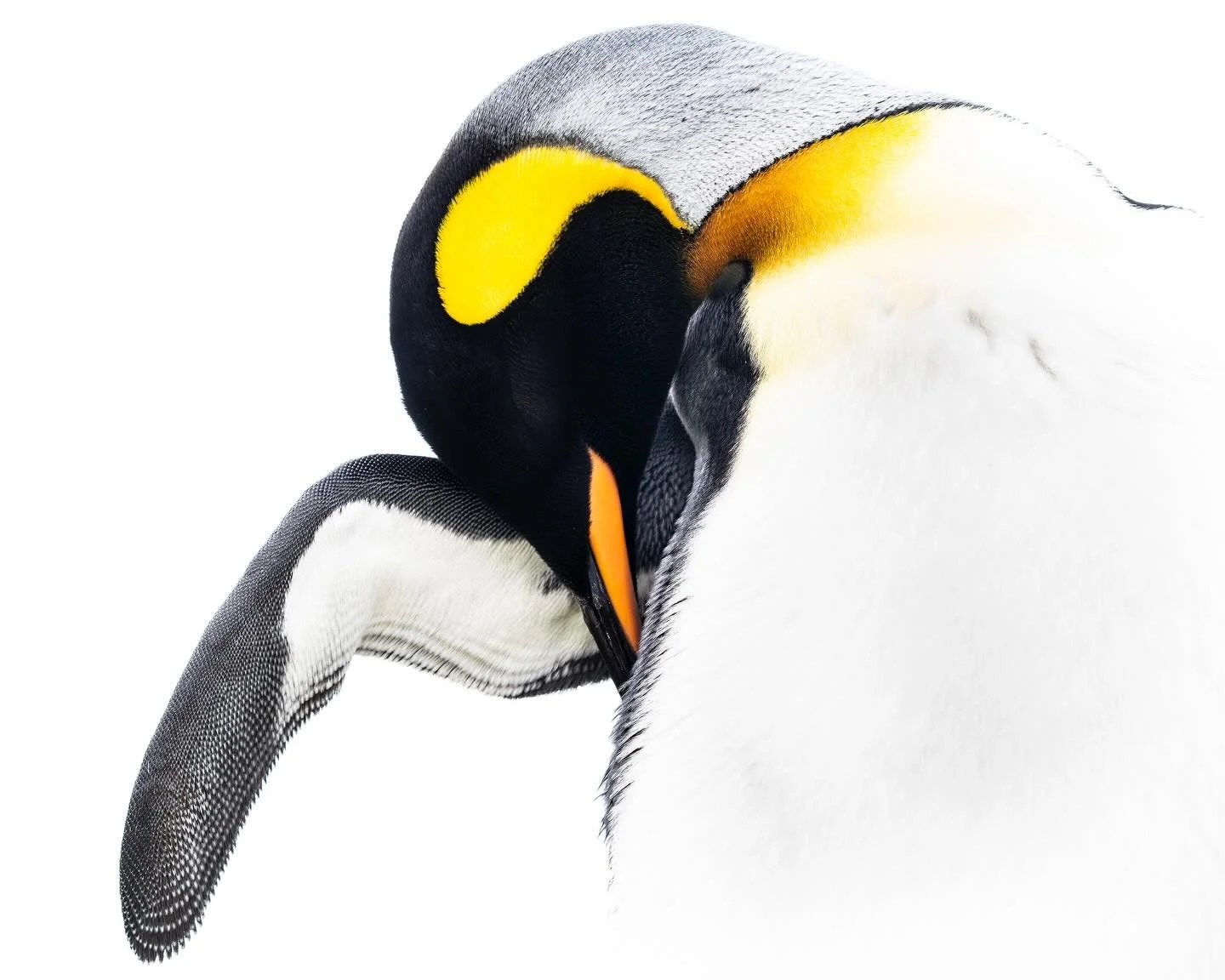 King Penguin. I just love the detail in the feathers in this picture, I wish you could see it at full resolution. I shot it a plus 2.5stops exposure from a low angle to frame the bright sky behind it. That led to a natural high key image in camera. S