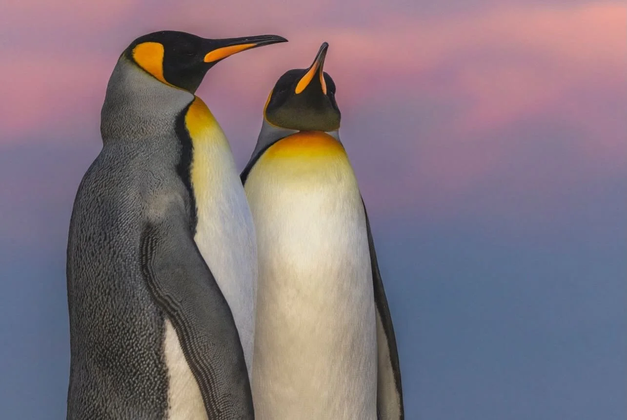 This year marks 10 years that I have been visiting the Falkland&rsquo;s and taking small groups to photograph one of the most unique wildlife destinations in the world. Wild Planet Expeditions founders Scott Portelli &amp; Matty Smith continue to exp
