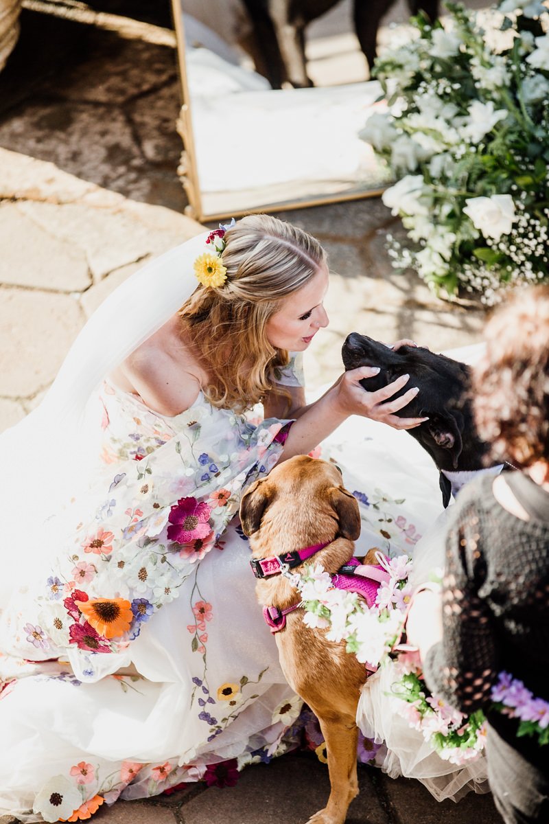 A bride dressed in a floral embroidered wedding gown, with a veil and flowers in her hair, is smiling and holding the face of a black dog. Next to her, a brown dog with a pink collar and floral accessories is looking up. An embracing person wearing a