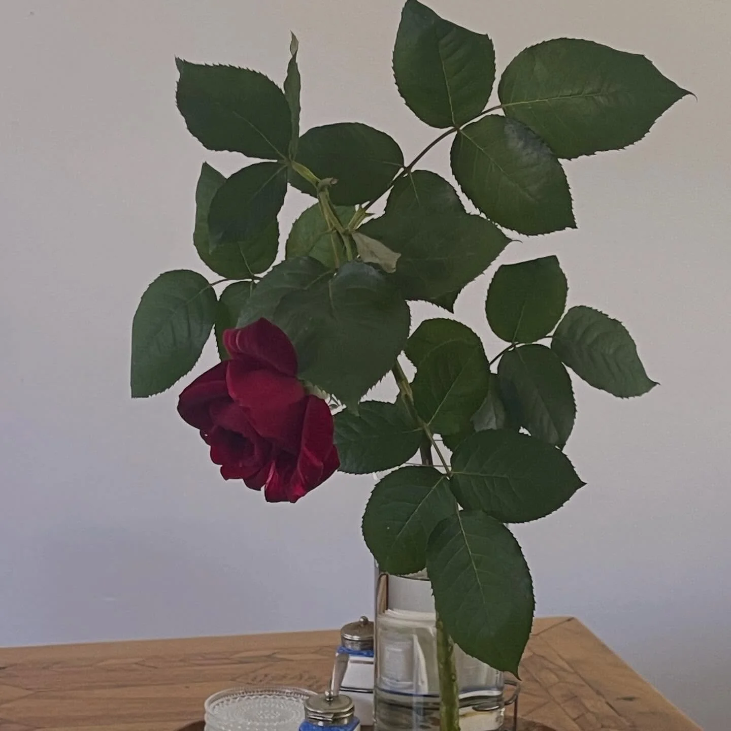 Marion&rsquo;s Rose&hellip; the elegant lady who is my mother&hellip; she loved the colour red.  All the gardens she nurtured over the years flourished and bore a resonance of contentment.  Since 2021 she is tending gardens surrounded by loving pets 