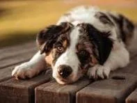 Phobie des chiens : comment surmonter sa peur grâce à l’EMDR, la sophrologie et l’hypnose