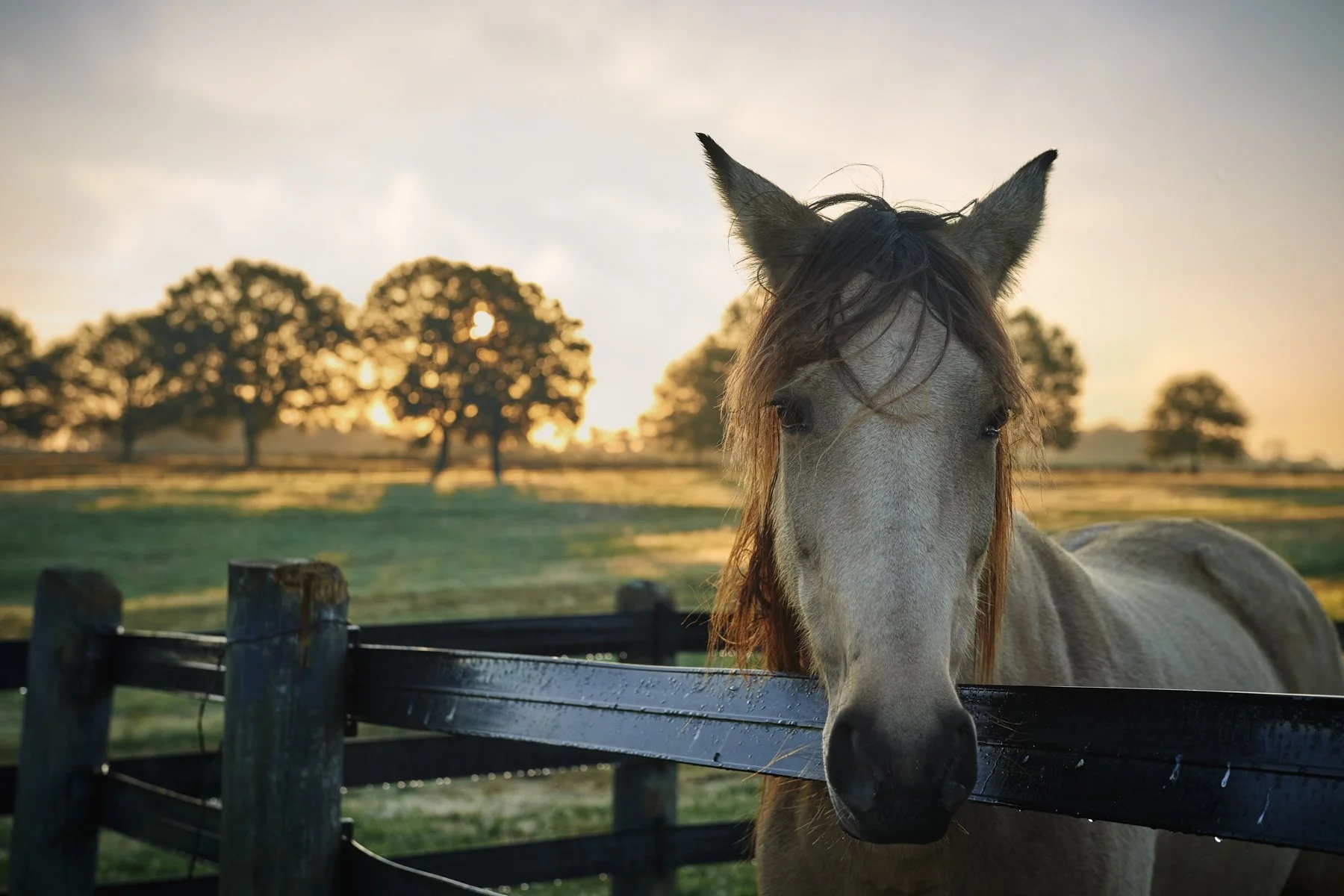 64878e31cdb7744bea9719f0_Georgia Guest Ranch - Quercus Farm (1 of 1)-49.jpg