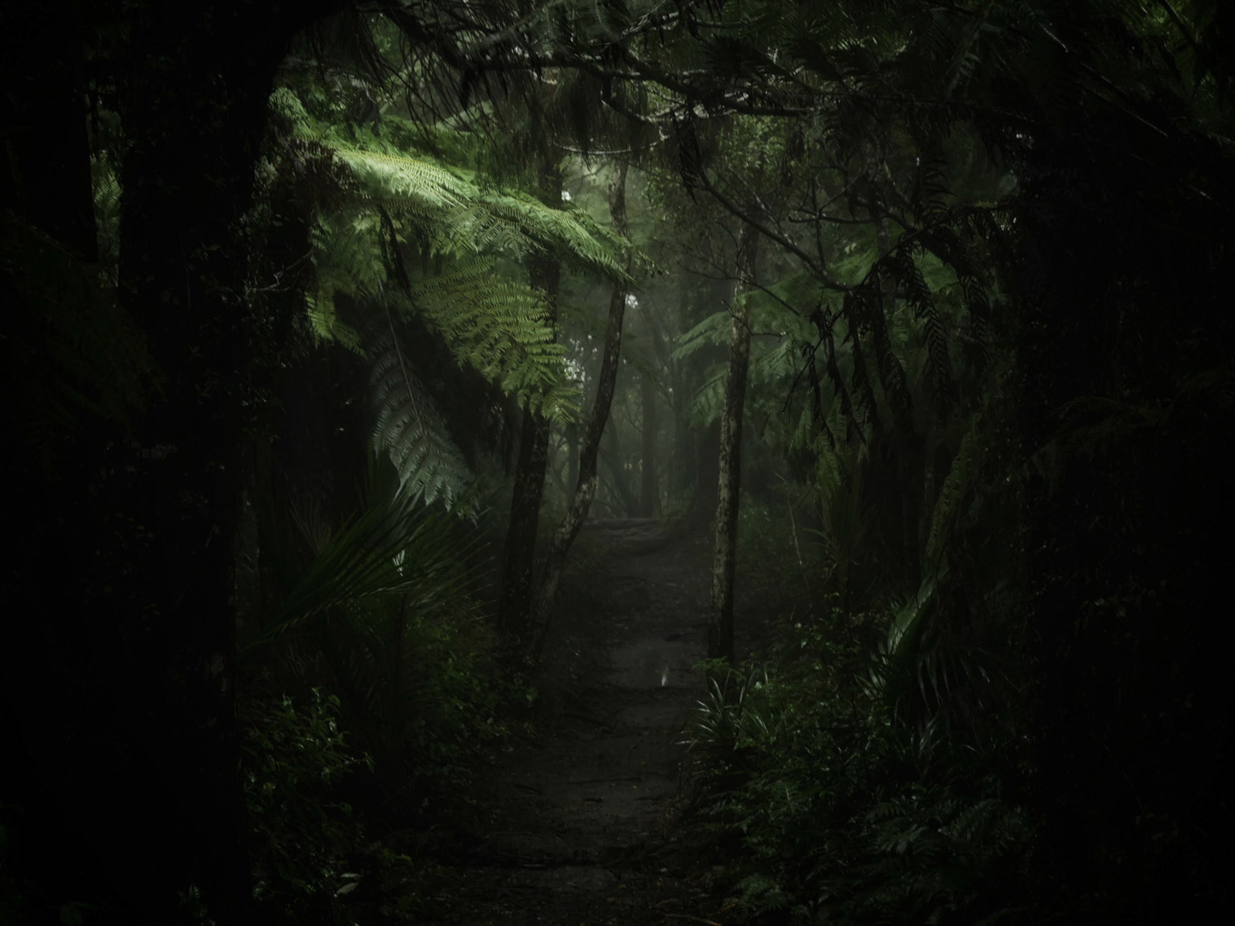 Sentier sombre dans une forêt dense avec des fougères vertes