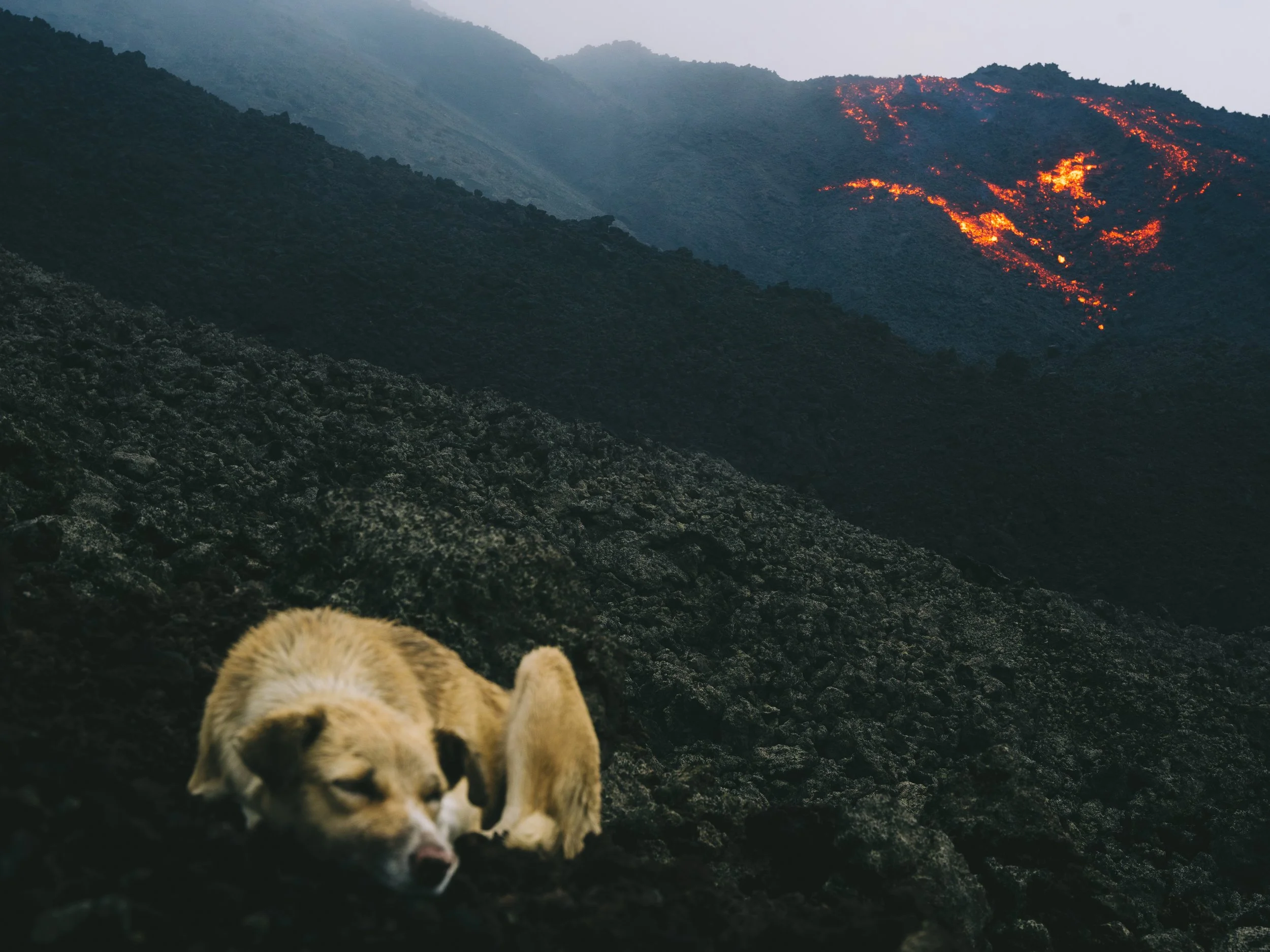 Un chien repose sur un sol volcanique sombre, avec un volcan en éruption en arrière-plan, libérant de la lave incandescente.