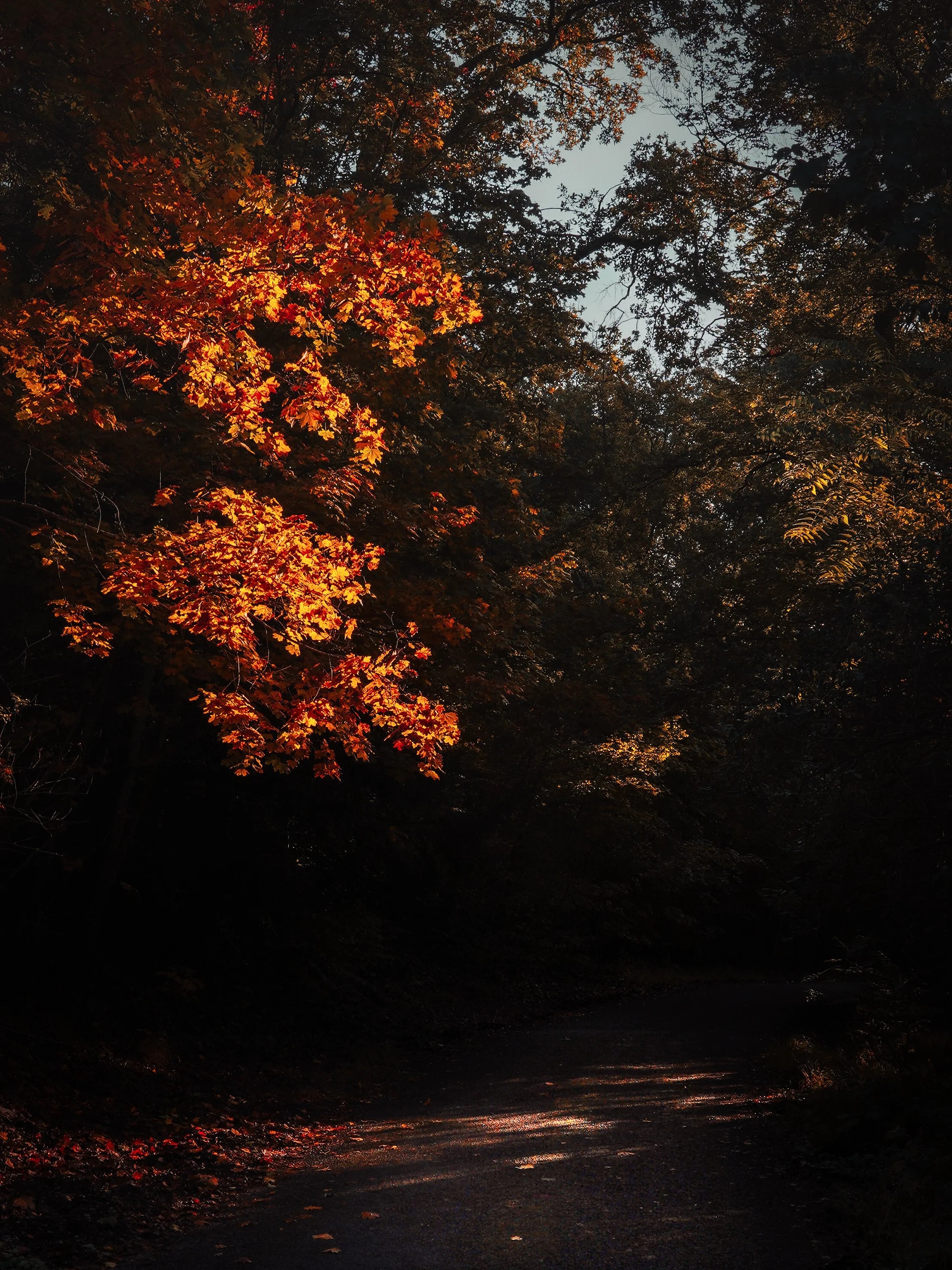 Forêt d'automne avec des feuilles orangées éclairées par la lumière du soleil. Chemin ombragé visible au premier plan.
