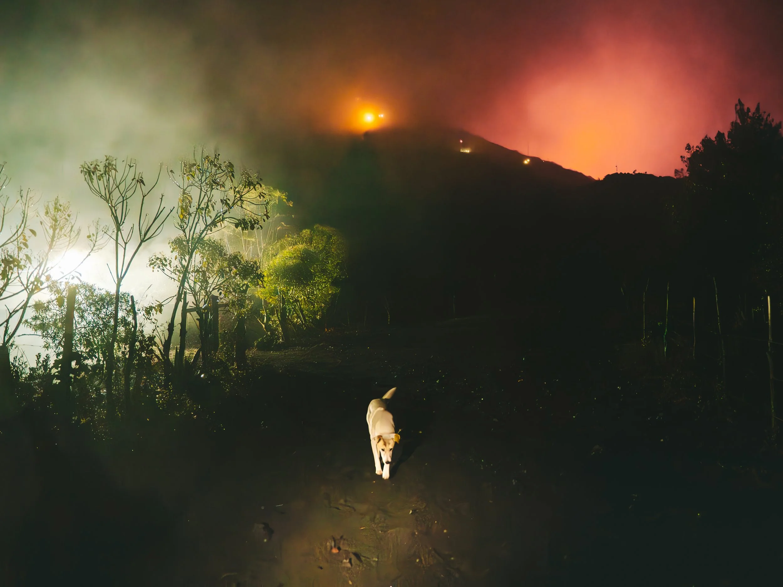 Paysage nocturne avec chien sous un ciel illuminé et végétation.