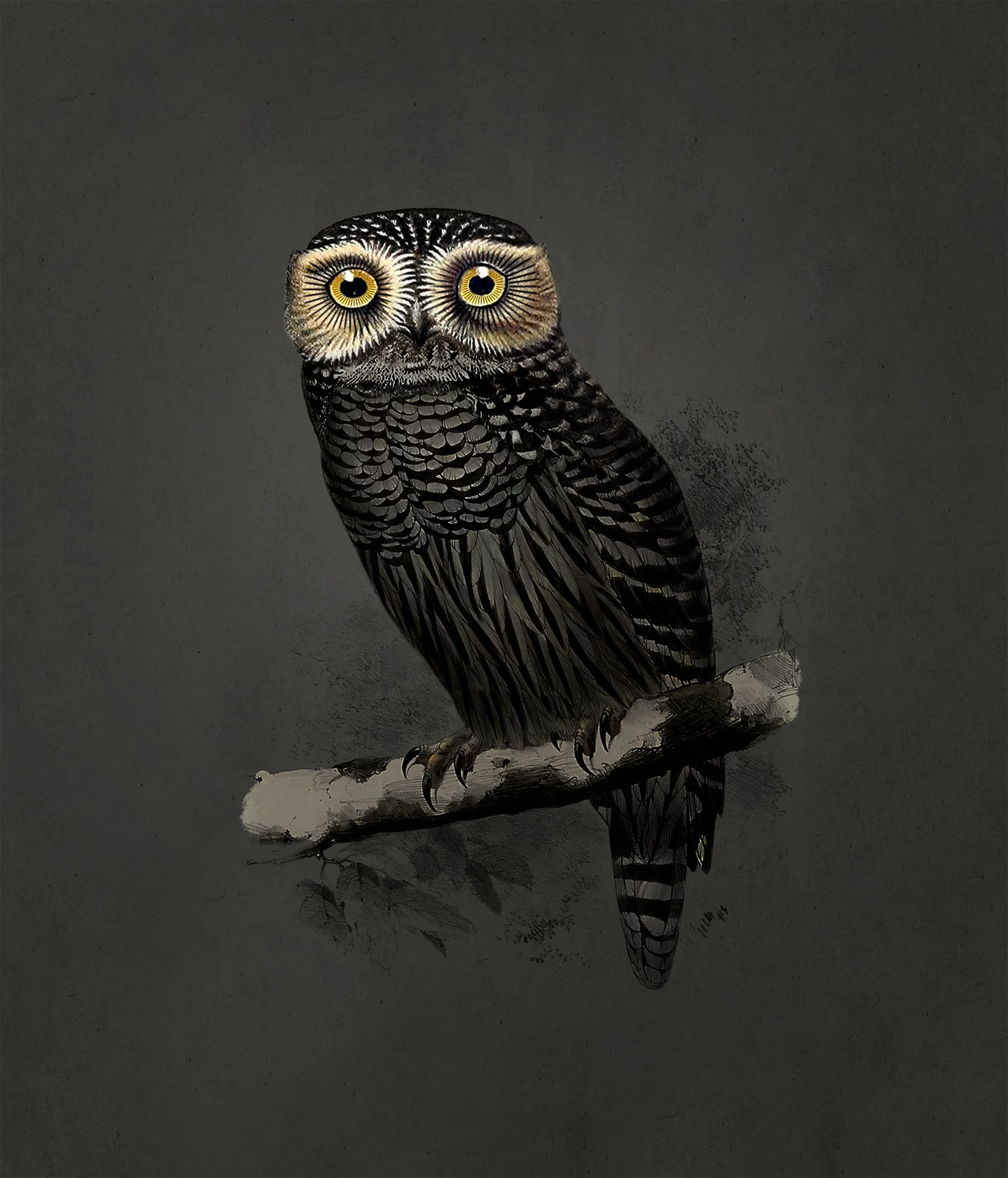 Hypnotic Owl, The Nesting Room, Extinct Animals family, illustration and visual identity by Automne Studio.
