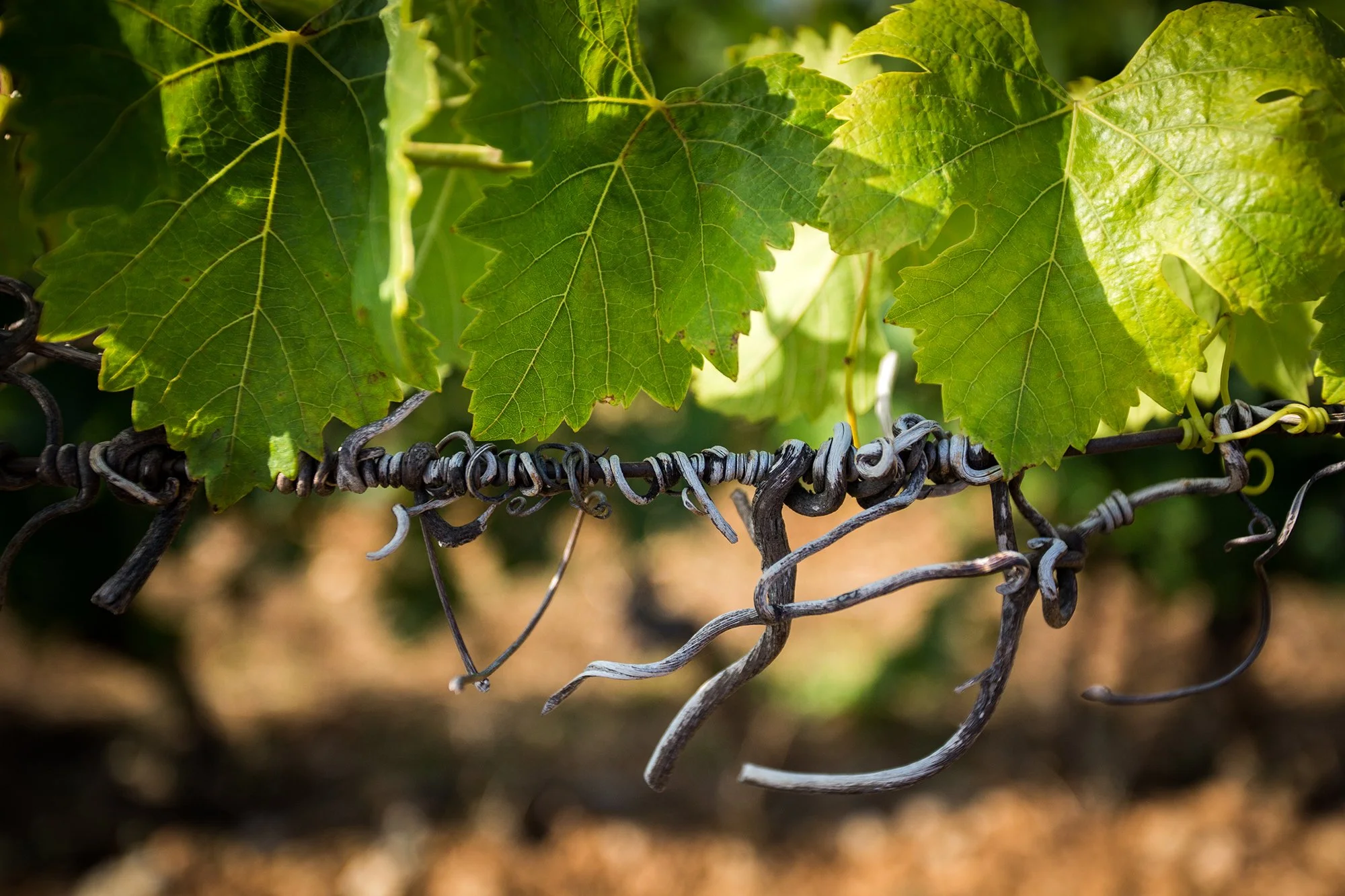 Close-up of green grapevine leaves and curling tendrils growing along a vineyard trellis, Maison Guilhem, French vineyard, branding and editorial project by Automne Studio.