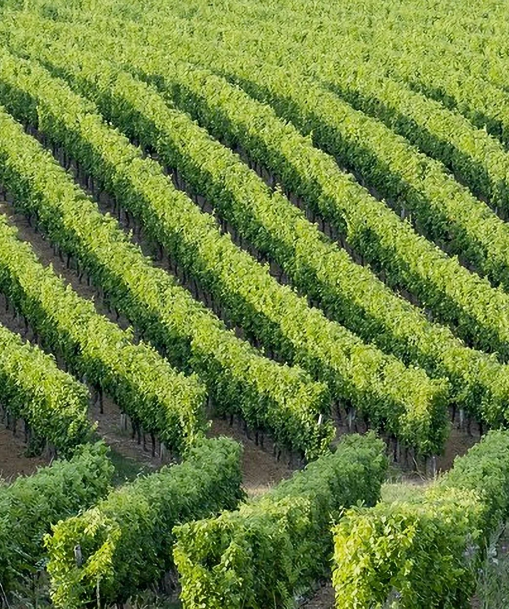 Rows of lush green grapevines growing in a vineyard, Maison Guilhem, French vineyard, branding and editorial project by Automne Studio.