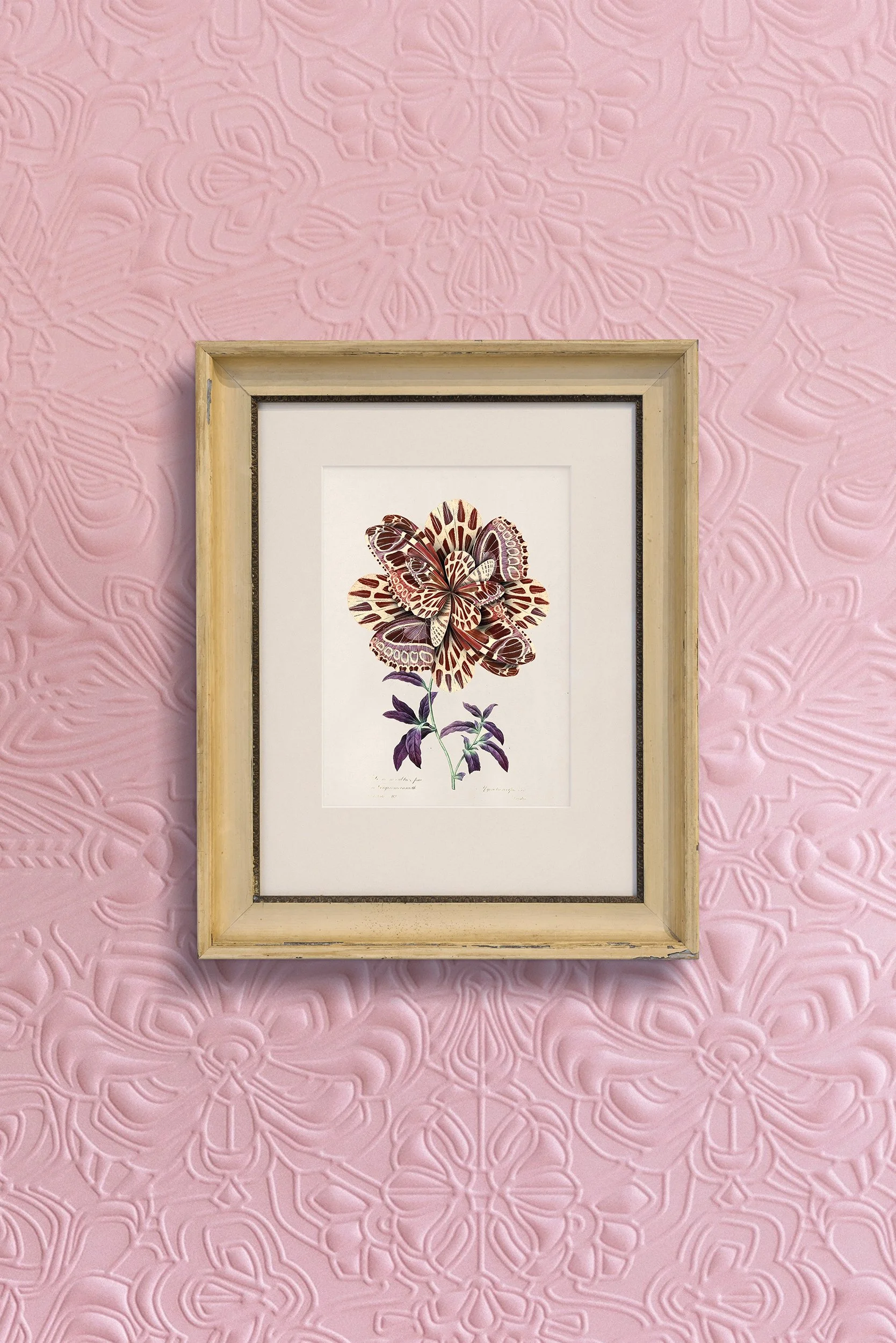 Mimic moth, Memento Moooi Medley, Extinct Animals family, illustration and visual identity by Automne Studio.
