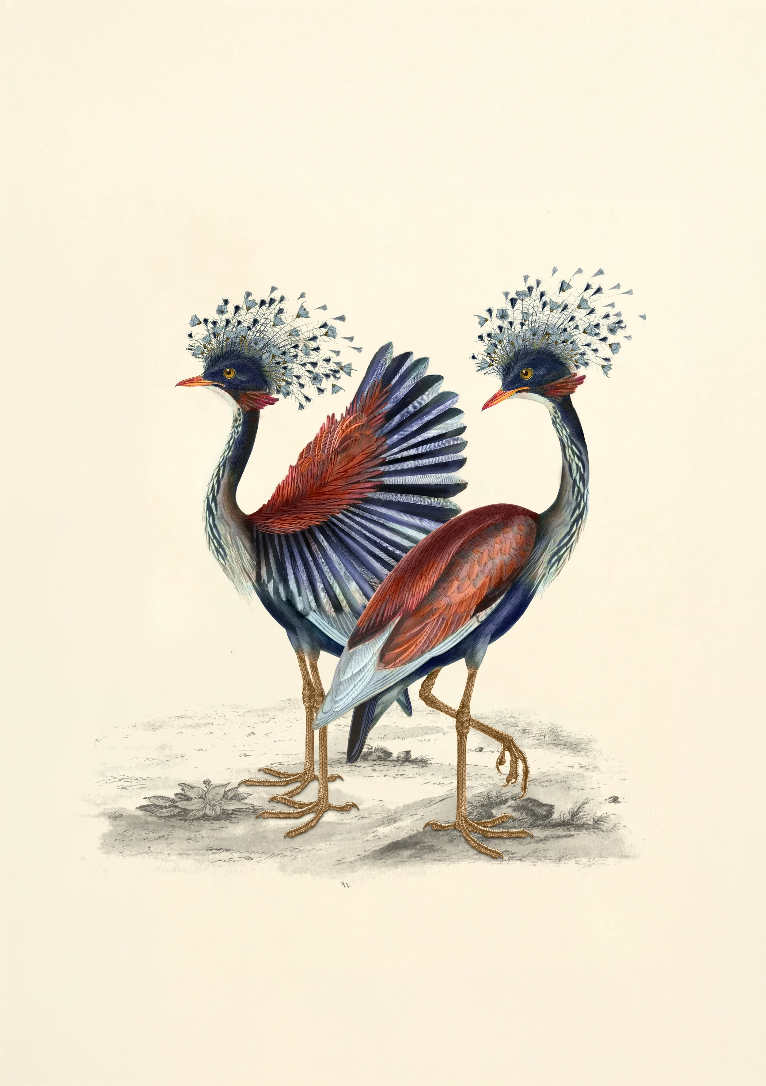 Dandelion Cranes, Memento Moooi Medley, Extinct Animals family, illustration and visual identity by Automne Studio.
