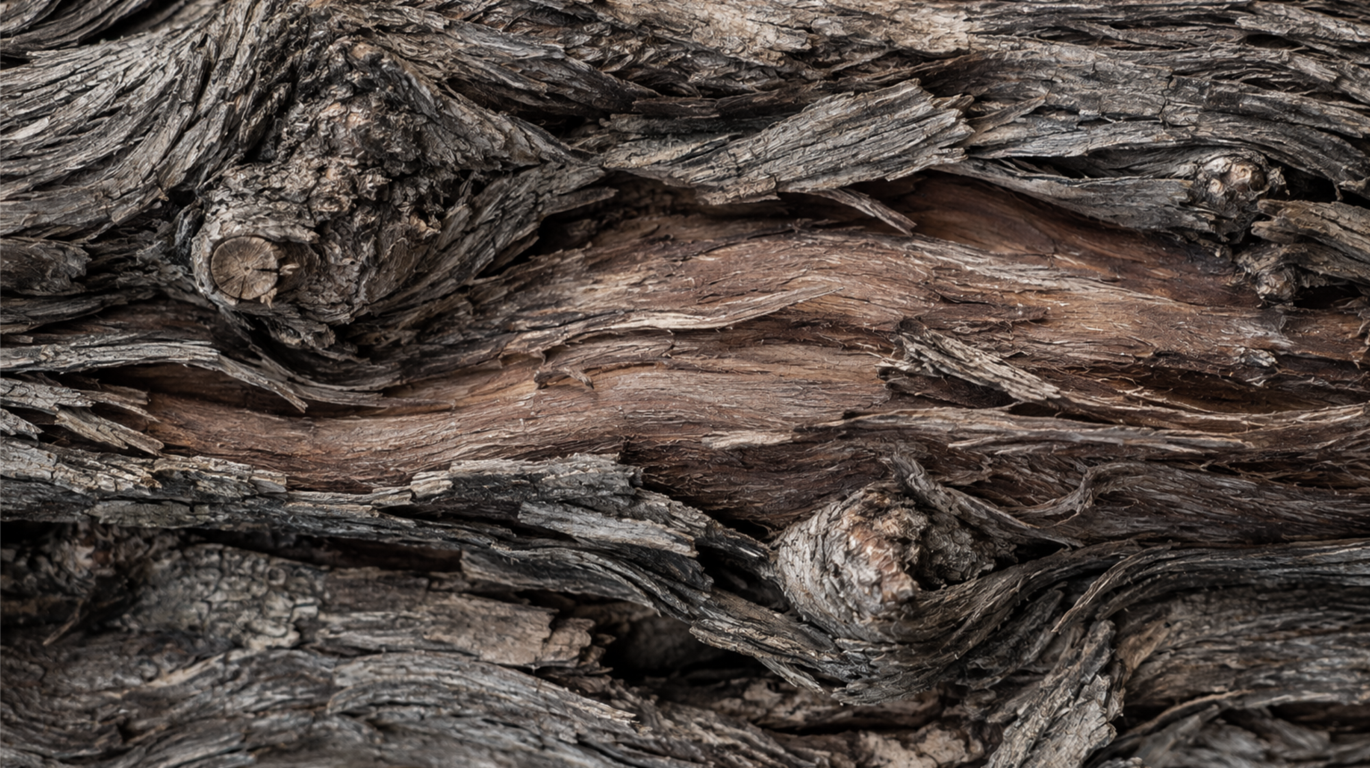 Close-up of layered, weathered grapevine stock, Maison Guilhem, French vineyard, branding and editorial project by Automne Studio.