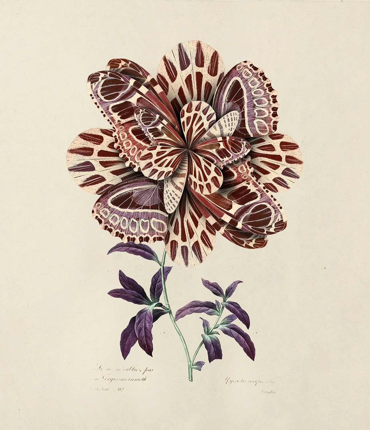 Mimic moth, Memento Moooi Medley, Extinct Animals family, illustration and visual identity by Automne Studio.