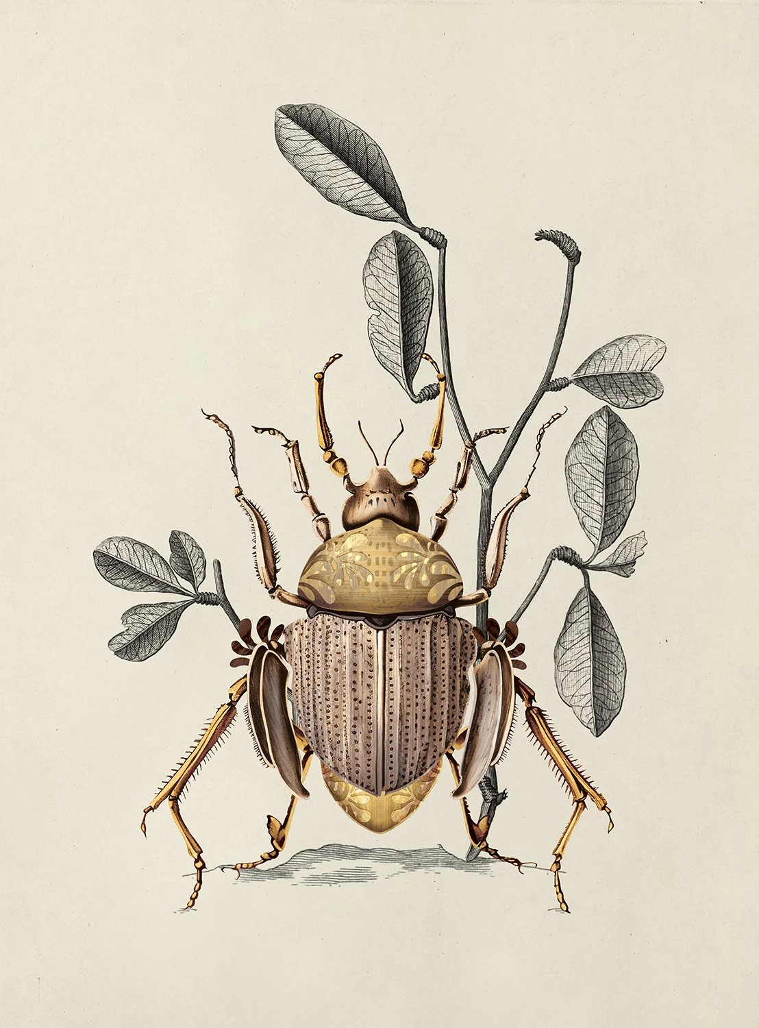 Golden beetle wip, Green House Collection by Moooi, illustration and branding project by Automne Studio.