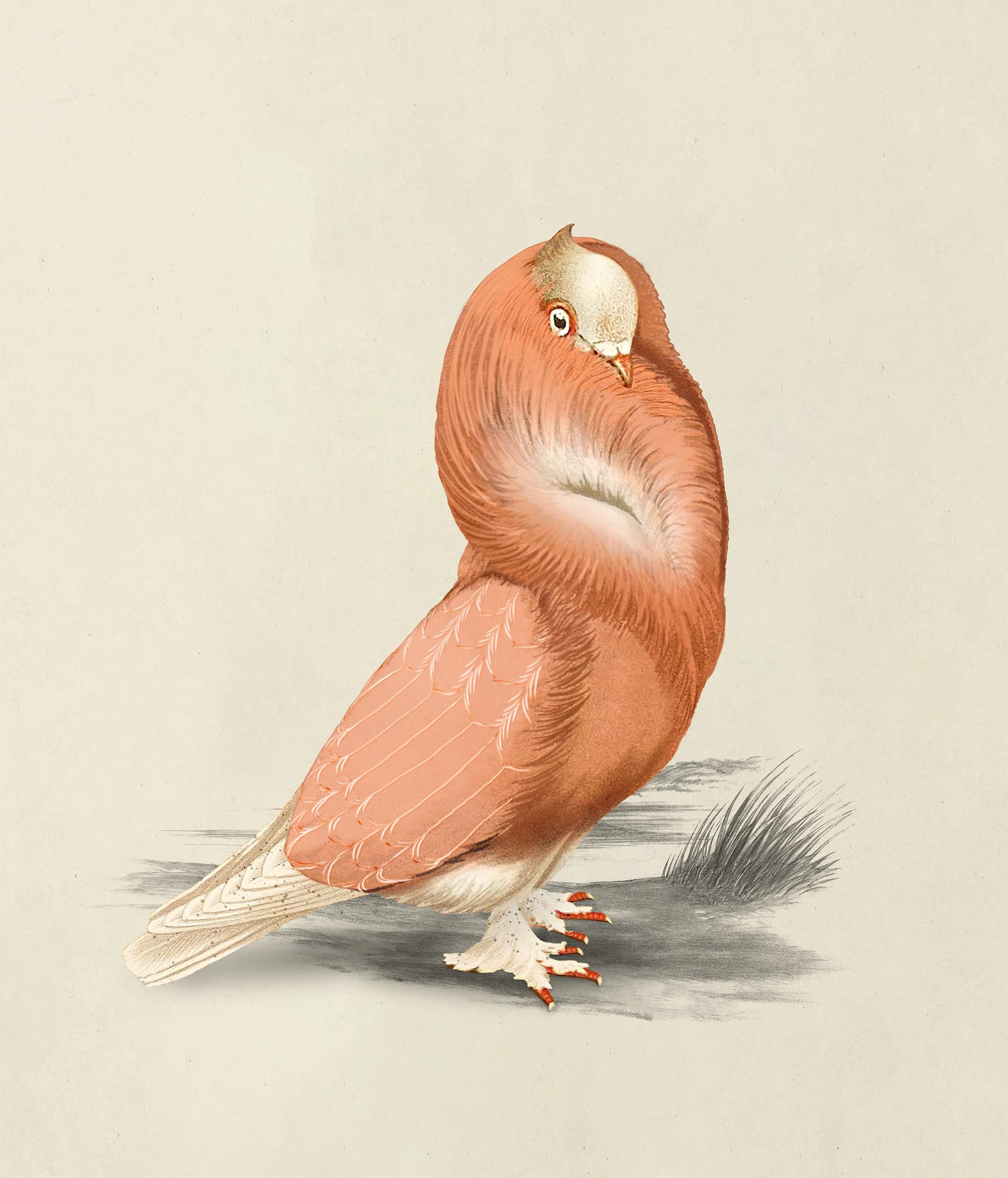 Cloistered Dove, The Nesting Room, Extinct Animals family, illustration and visual identity by Automne Studio.