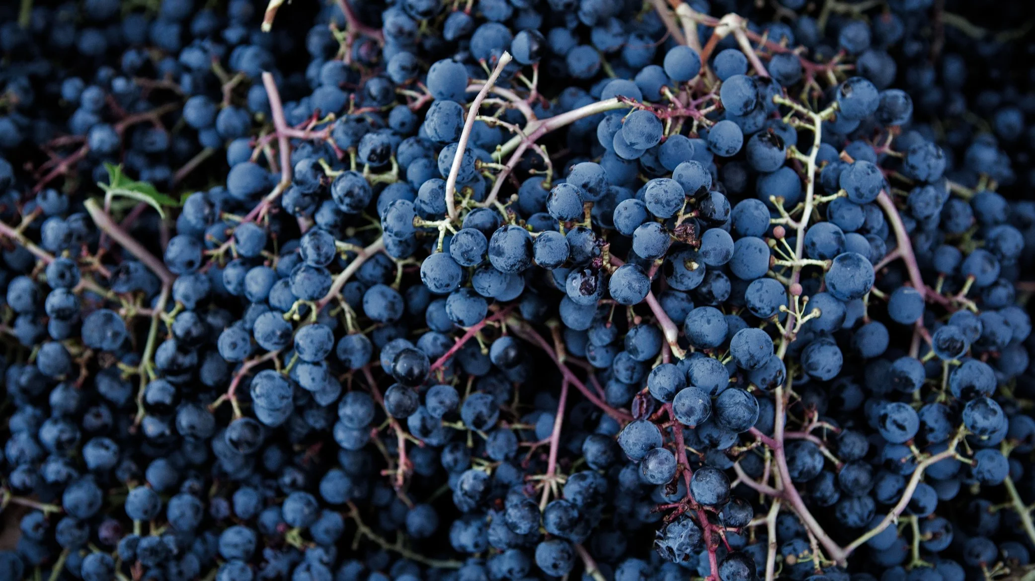 Close-up of clusters of ripe dark blue grapes, Maison Guilhem, French vineyard, branding and editorial project by Automne Studio.