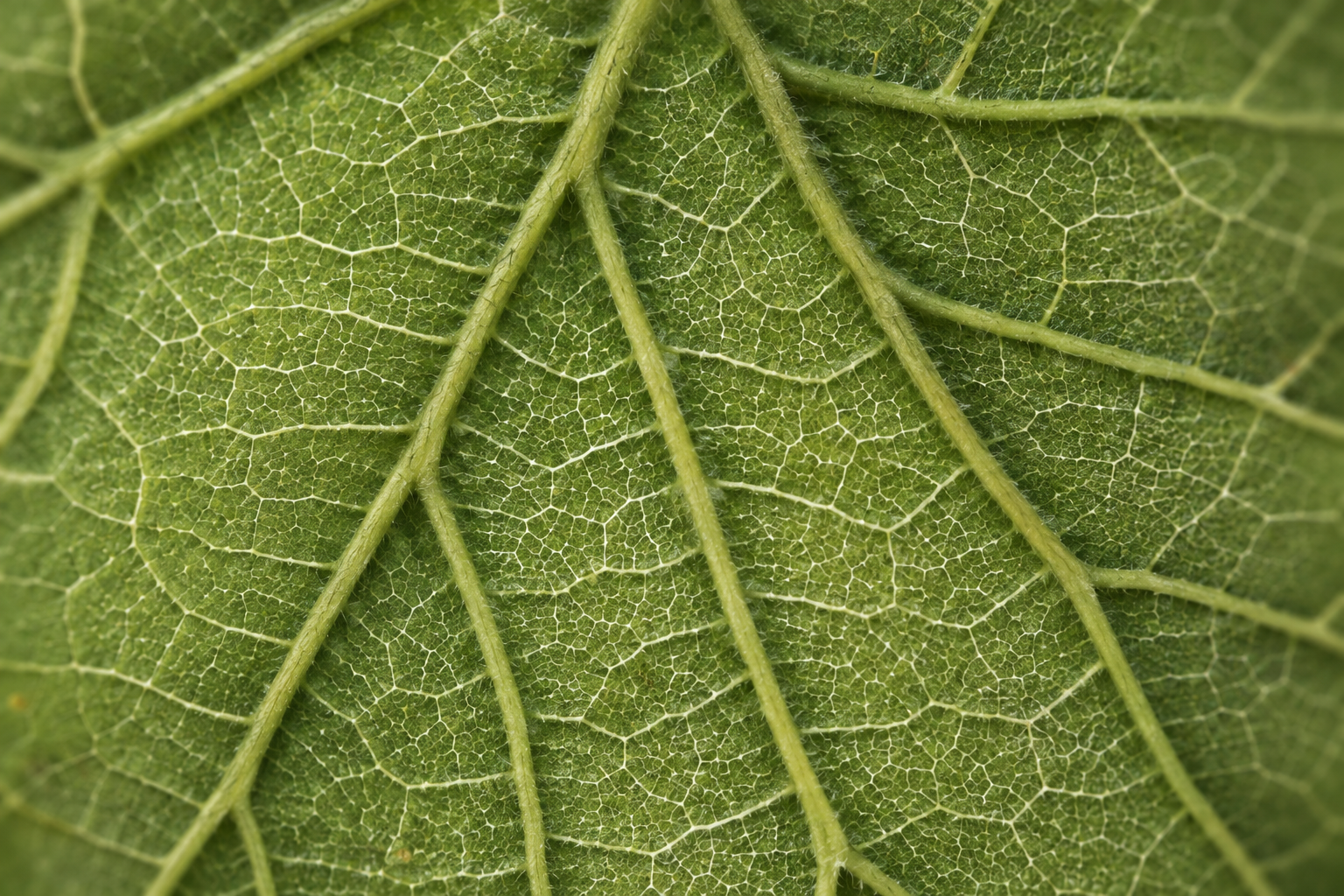 Macro close-up of a green vine leaf, Maison Guilhem, French vineyard, branding and editorial project by Automne Studio.