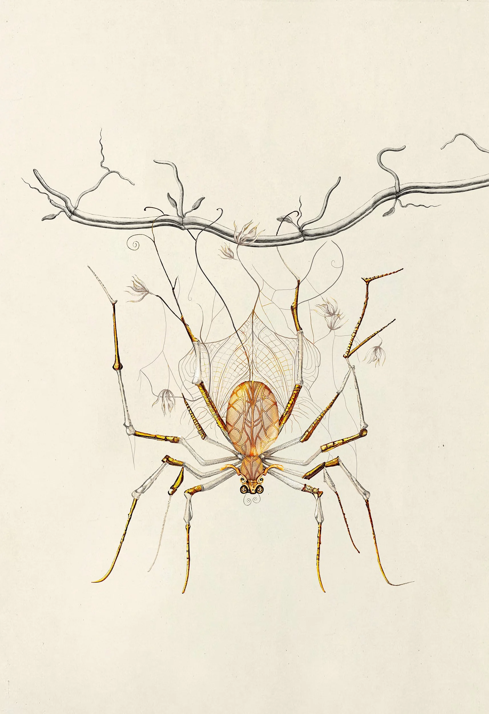 Lace Spider, Green House Collection by Moooi, illustration and branding project by Automne Studio.