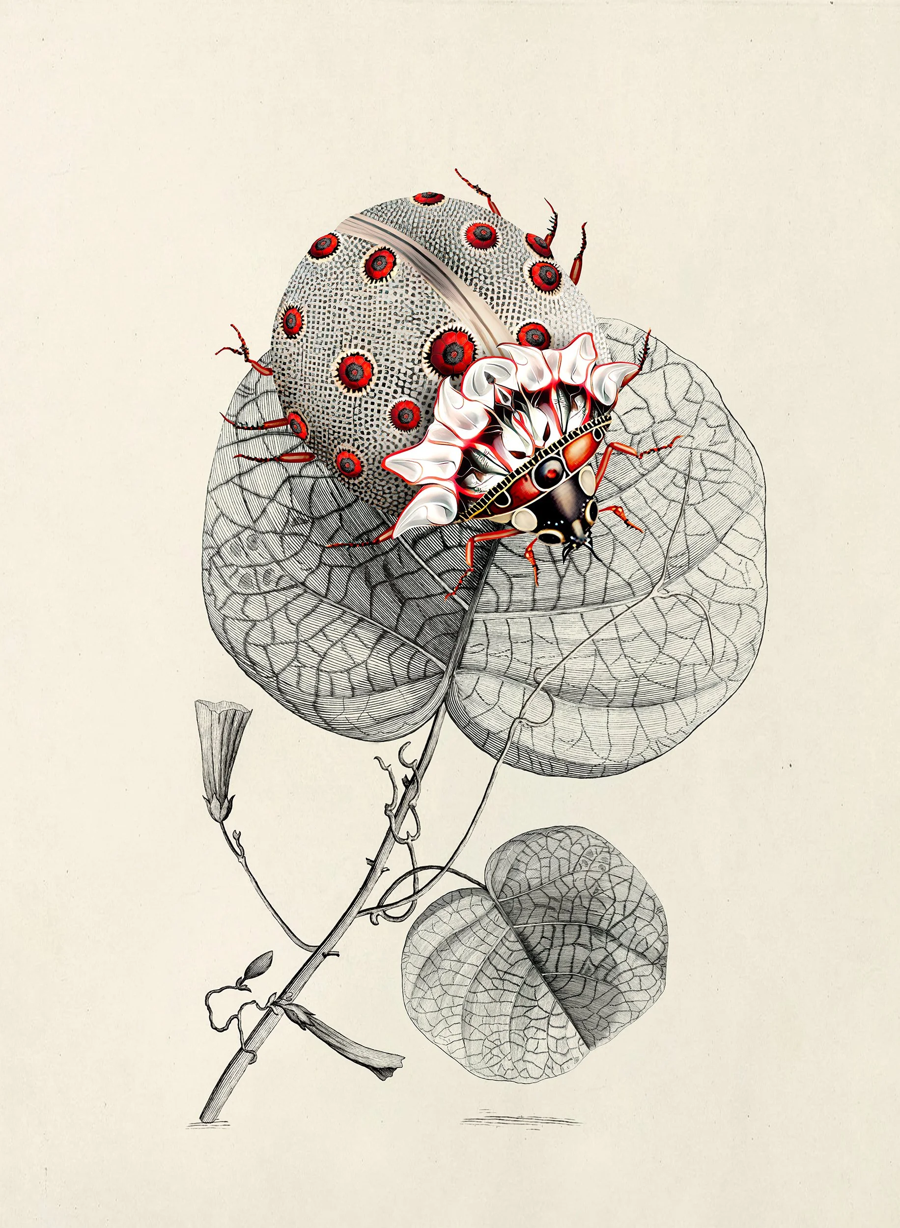 Cocinella, Green House Collection by Moooi, illustration and branding project by Automne Studio.