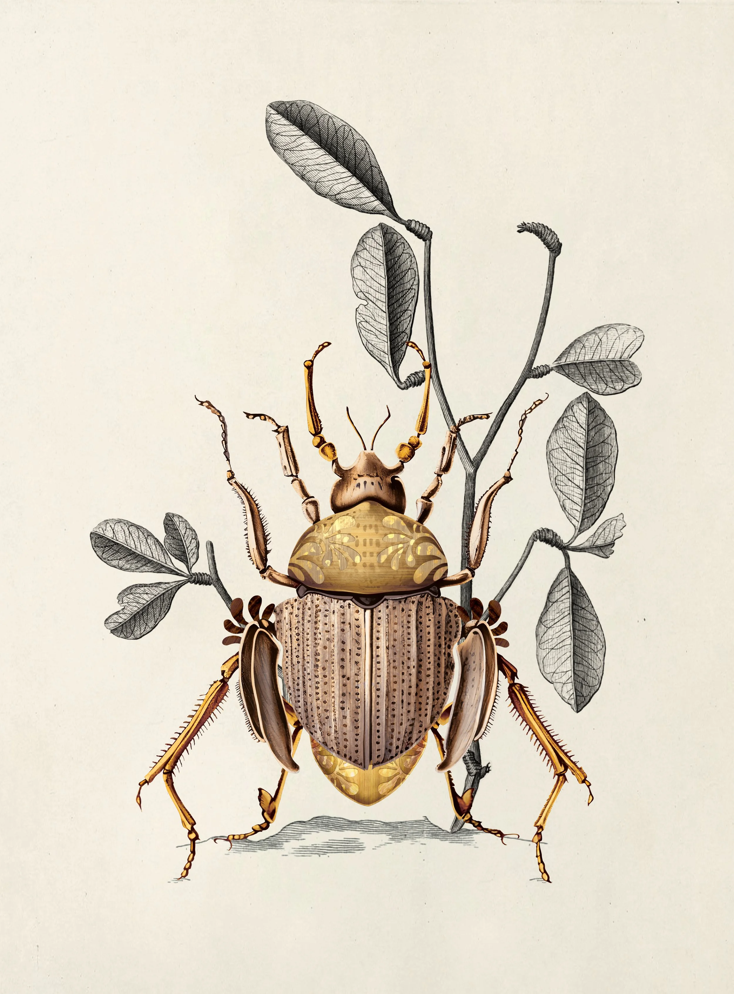 Golden beetle wip, Green House Collection by Moooi, illustration and branding project by Automne Studio.